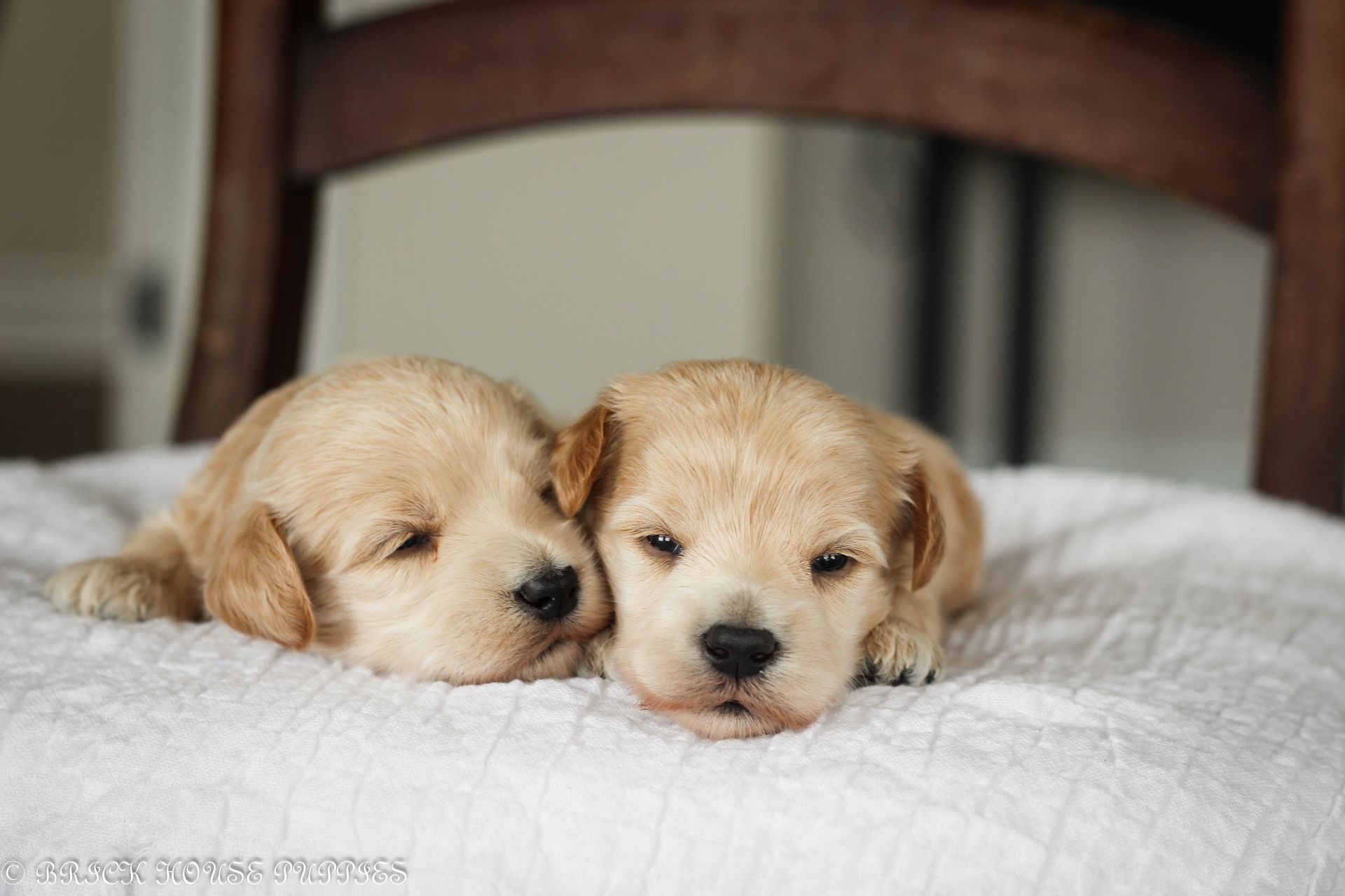 maltipoo puppies for sale, maltipoo puppies, maltese poodle, maltipoo, teddybear puppies for sale, teddybear puppies, puppies for sale, maltipoo breeder, multipoo puppies, multipooh, breeder of ,maltipoo puppies, multipoo puppies for sale, multipoo puppies, multipoo, multipoo breeder