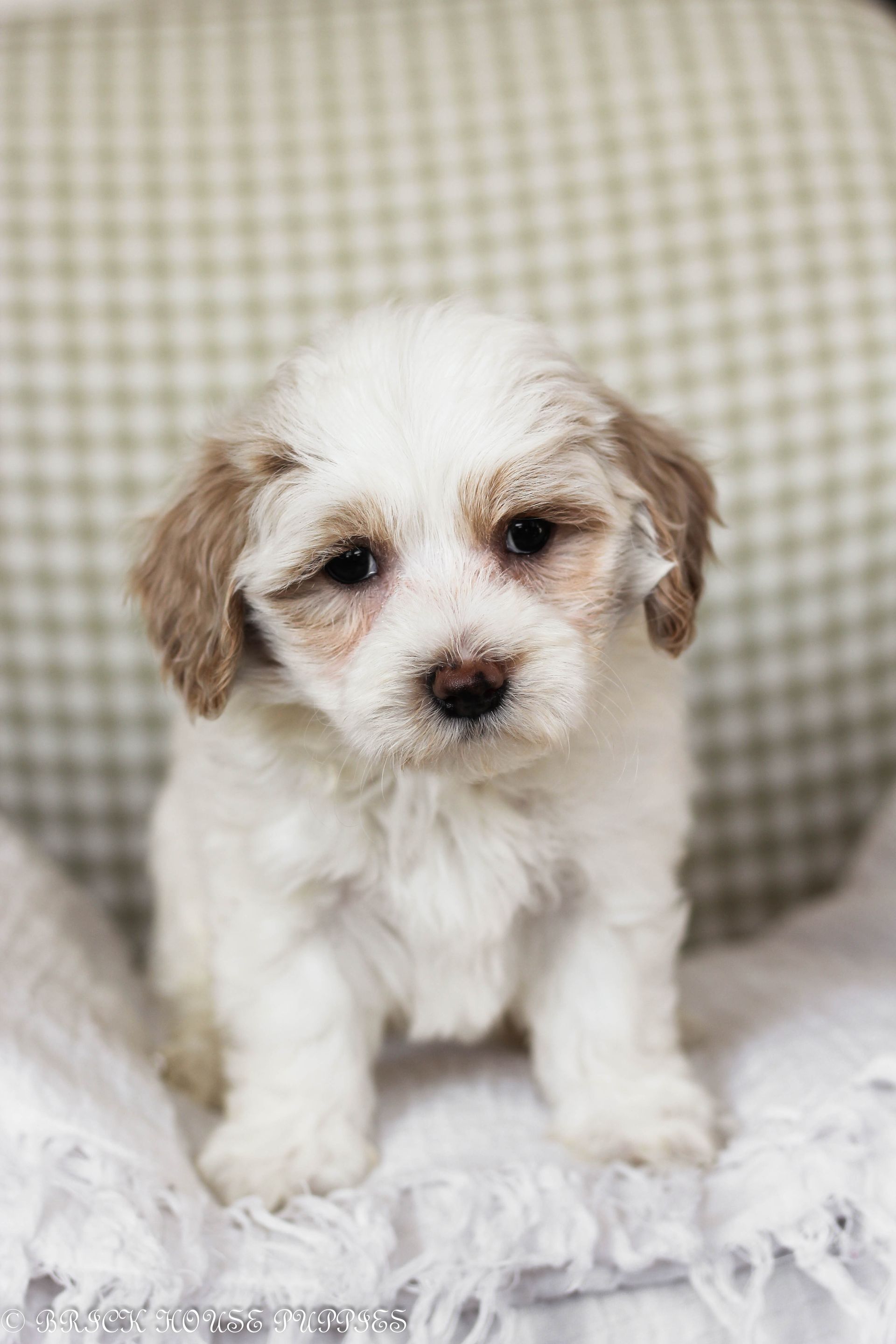 maltipoo puppies for sale, maltipoo puppies, maltese poodle, maltipoo, teddybear puppies for sale, teddybear puppies, puppies for sale, maltipoo breeder, multipoo puppies, multipooh, breeder of ,maltipoo puppies