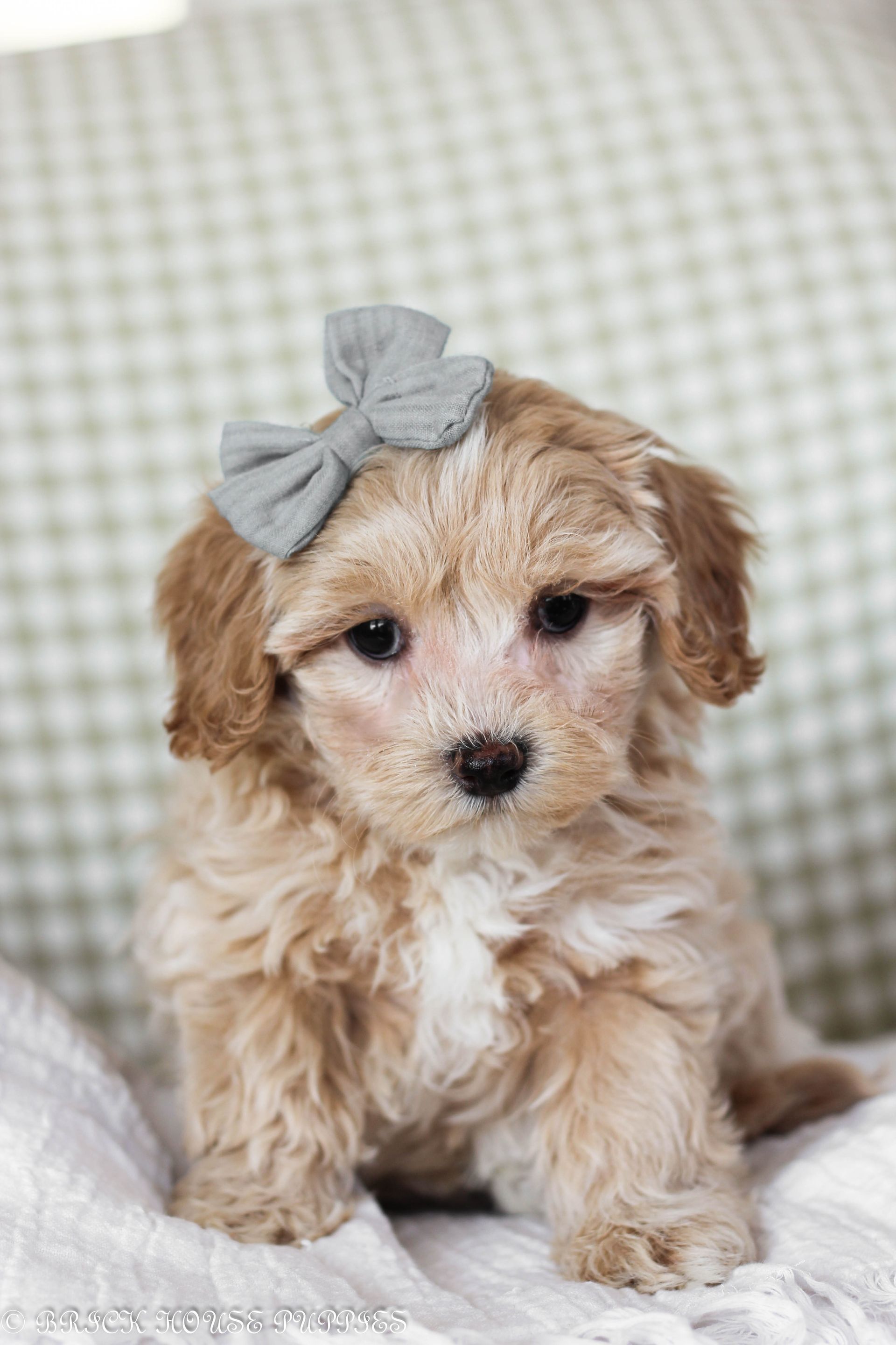 maltipoo puppies for sale, maltipoo puppies, maltese poodle, maltipoo, teddybear puppies for sale, teddybear puppies, puppies for sale, maltipoo breeder, multipoo puppies, multipooh, breeder of ,maltipoo puppies