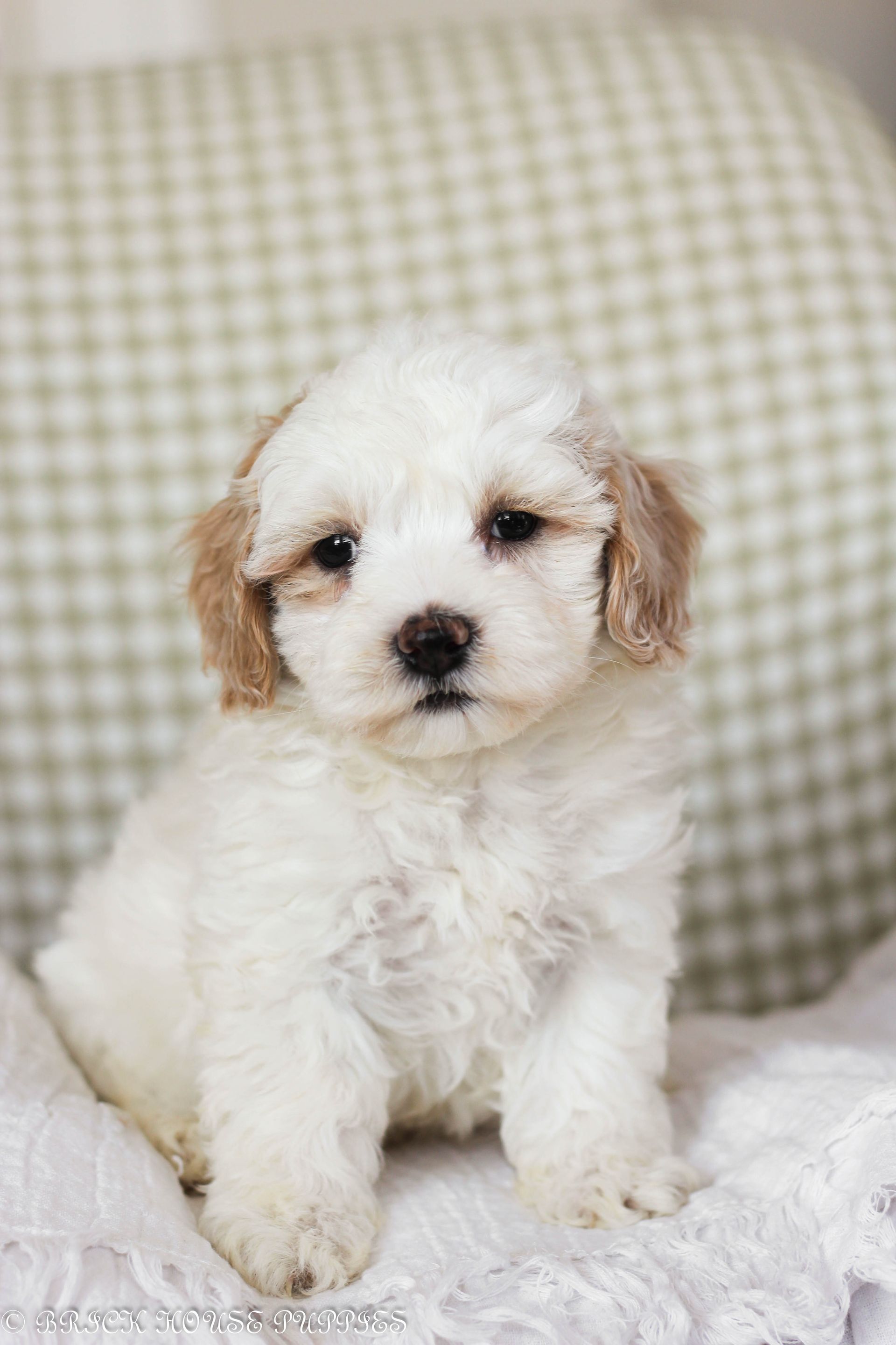 maltipoo puppies for sale, maltipoo puppies, maltese poodle, maltipoo, teddybear puppies for sale, teddybear puppies, puppies for sale, maltipoo breeder, multipoo puppies, multipooh, breeder of ,maltipoo puppies
