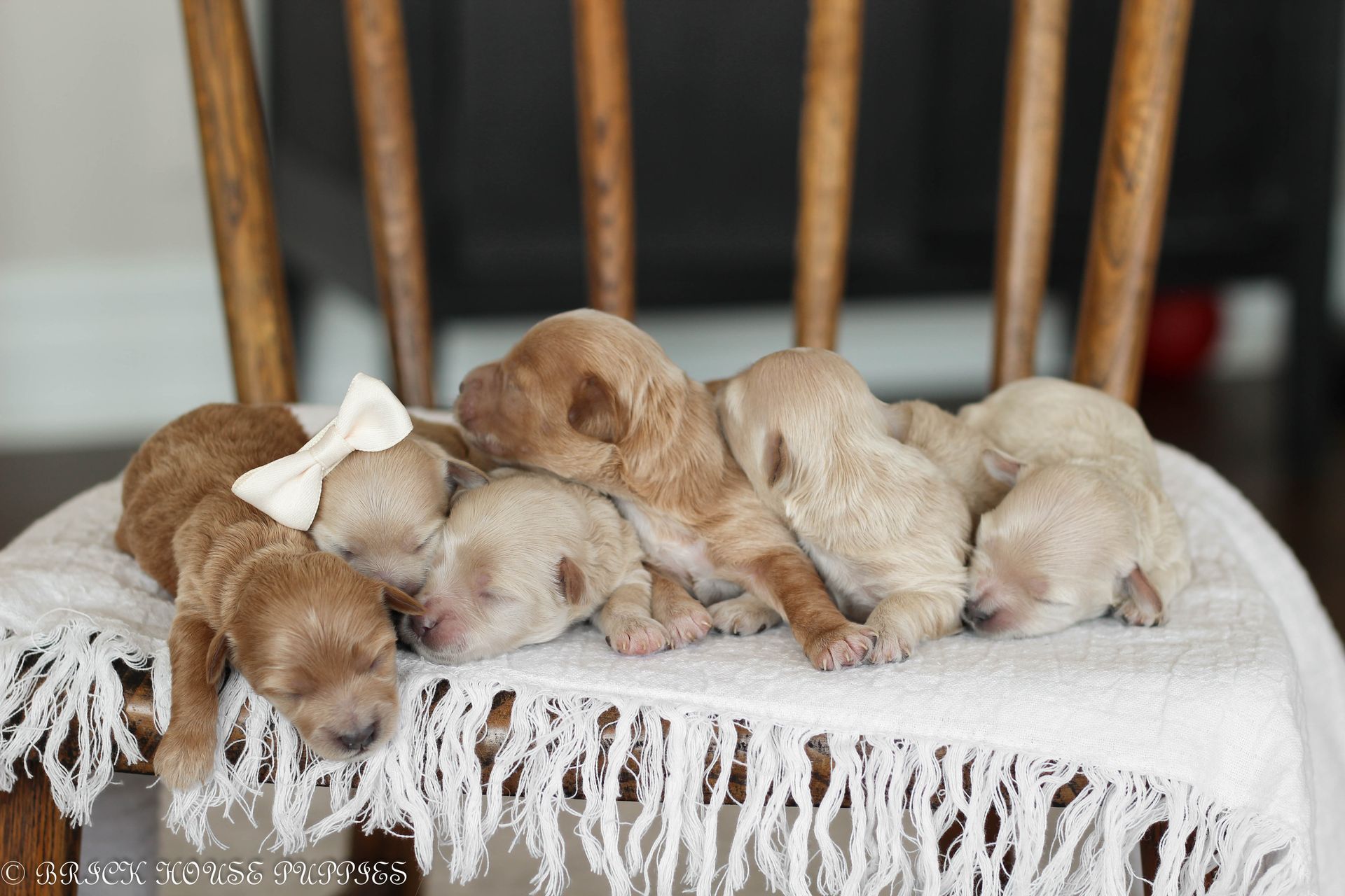 maltipoo puppies for sale, maltipoo puppies, maltese poodle, maltipoo, teddybear puppies for sale, teddybear puppies, puppies for sale, maltipoo breeder, multipoo puppies, multipooh, breeder of ,maltipoo puppies, 