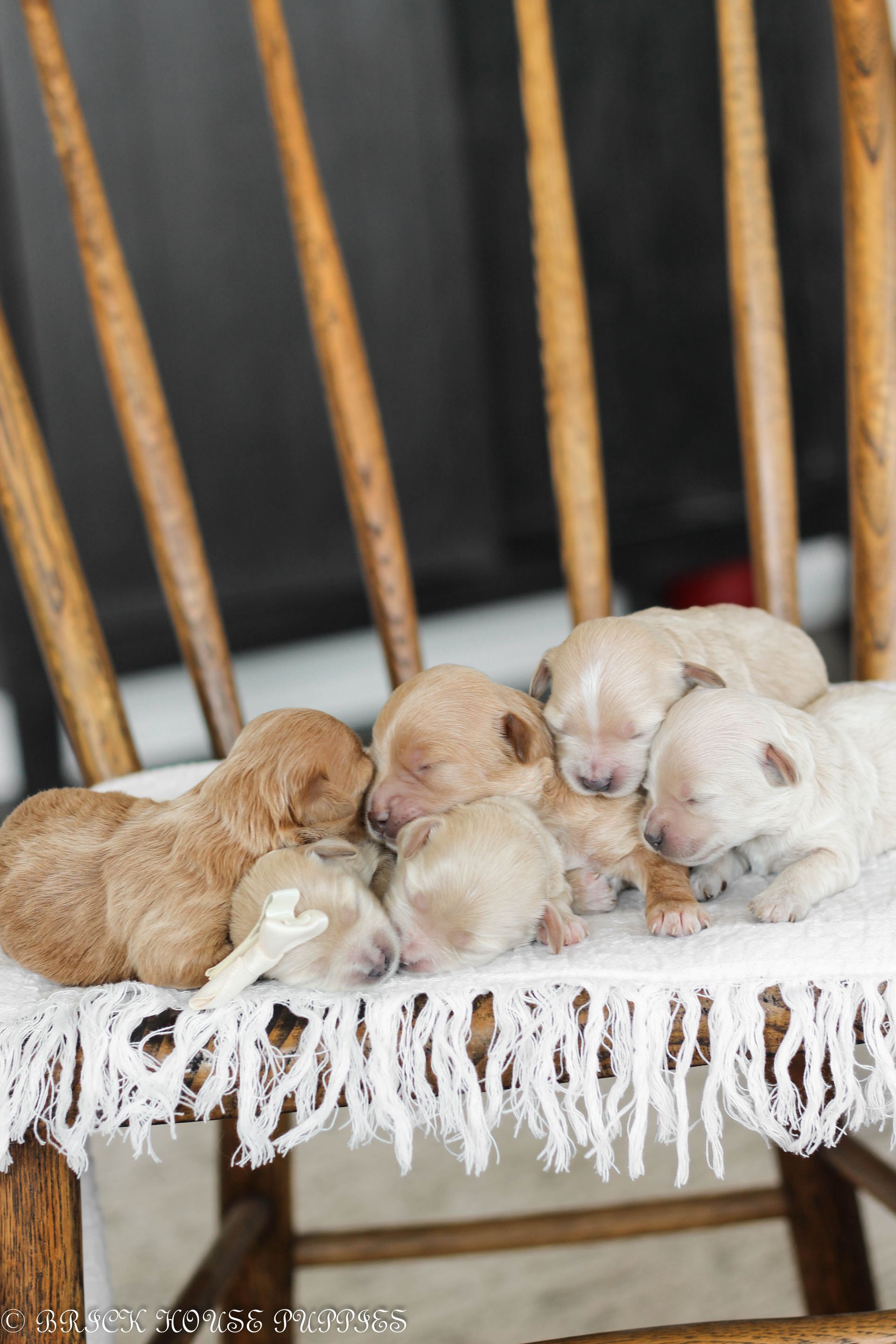 maltipoo puppies for sale, maltipoo puppies, maltese poodle, maltipoo, teddybear puppies for sale, teddybear puppies, puppies for sale, maltipoo breeder, multipoo puppies, multipooh, breeder of ,maltipoo puppies