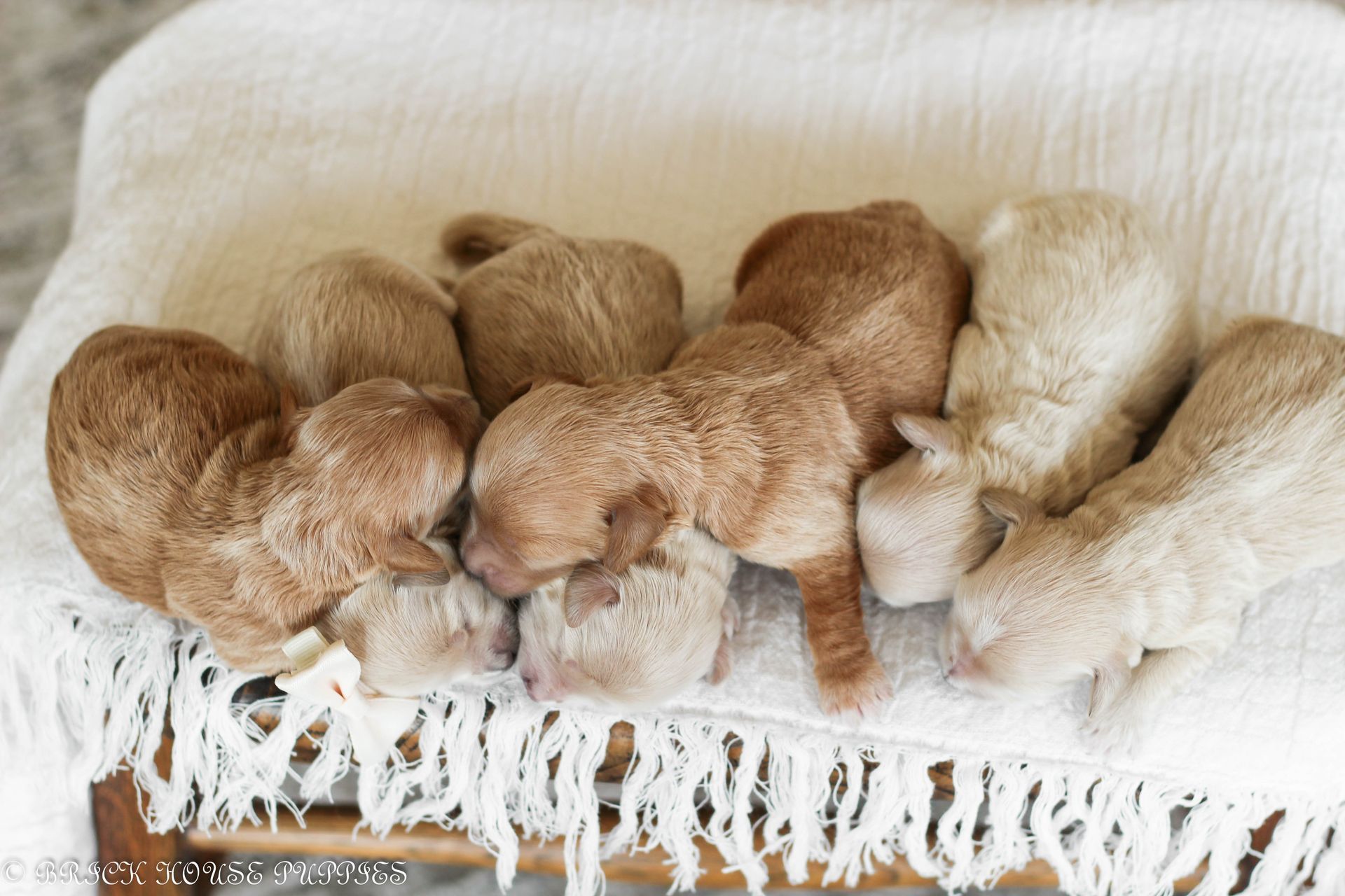 maltipoo puppies for sale, maltipoo puppies, maltese poodle, maltipoo, teddybear puppies for sale, teddybear puppies, puppies for sale, maltipoo breeder, multipoo puppies, multipooh, breeder of ,maltipoo puppies