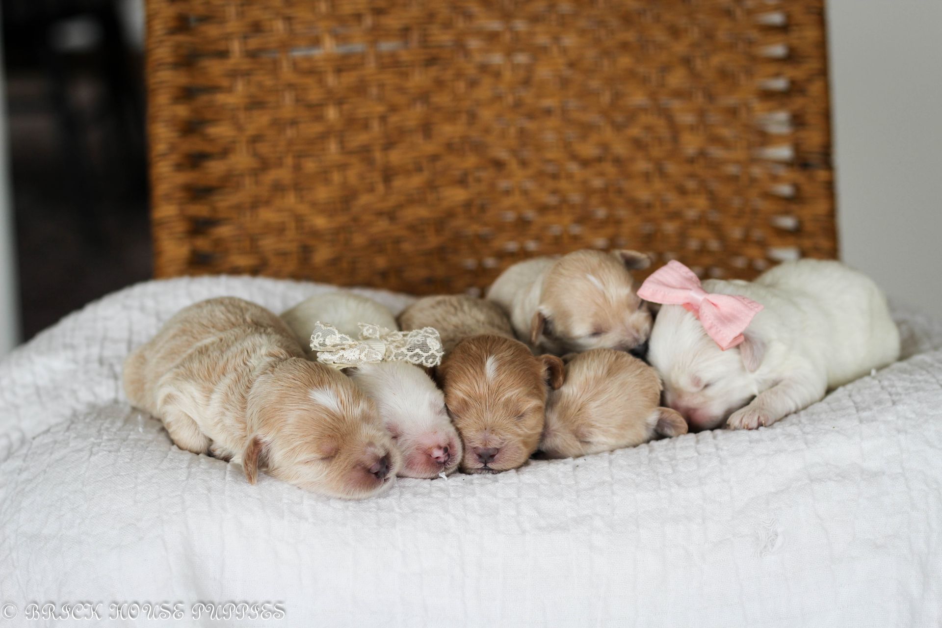 maltipoo puppies for sale, maltipoo puppies, maltese poodle, maltipoo, teddybear puppies for sale, teddybear puppies, puppies for sale, maltipoo breeder, multipoo puppies, multipooh, breeder of ,maltipoo puppies, 