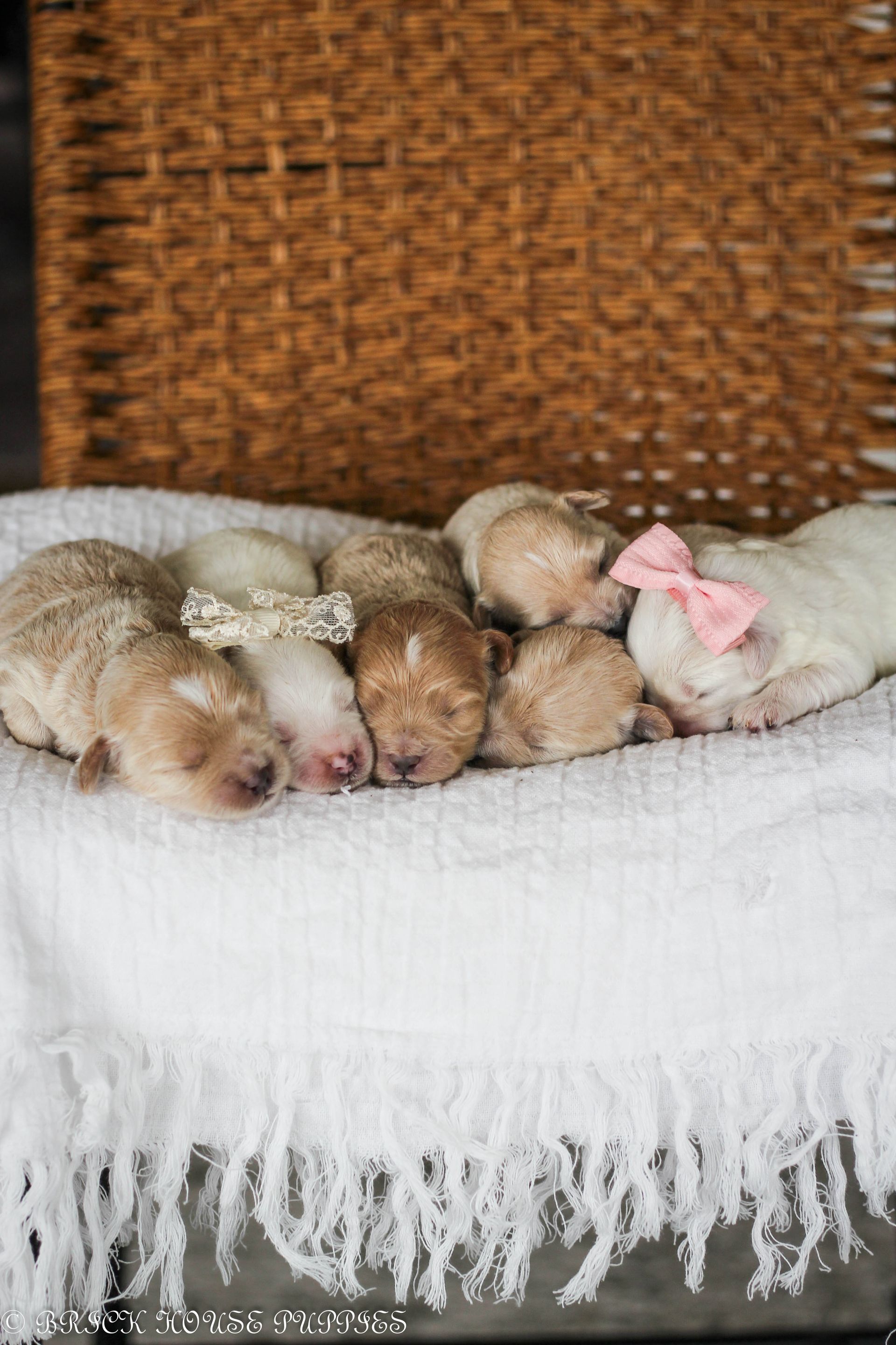 maltipoo puppies for sale, maltipoo puppies, maltese poodle, maltipoo, teddybear puppies for sale, teddybear puppies, puppies for sale, maltipoo breeder, multipoo puppies, multipooh, breeder of ,maltipoo puppies