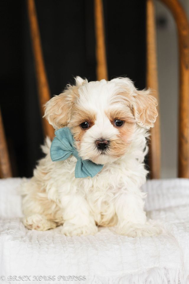 Maltipoo Tea Cups Puppies And Boutique Teacup Maltipoo Shop