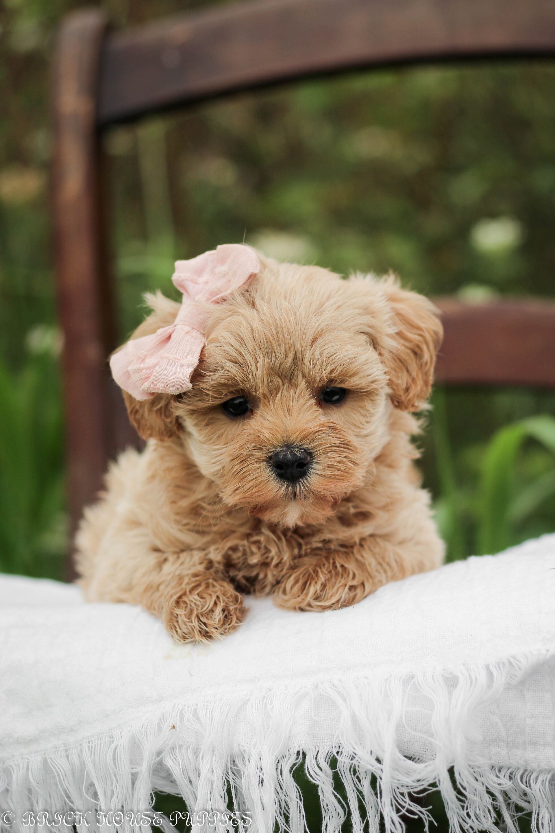 maltipoo puppies for sale, maltipoo puppies, maltese poodle, maltipoo, teddybear puppies for sale, teddybear puppies, puppies for sale, maltipoo breeder, multipoo puppies, multipooh, breeder of ,maltipoo puppies