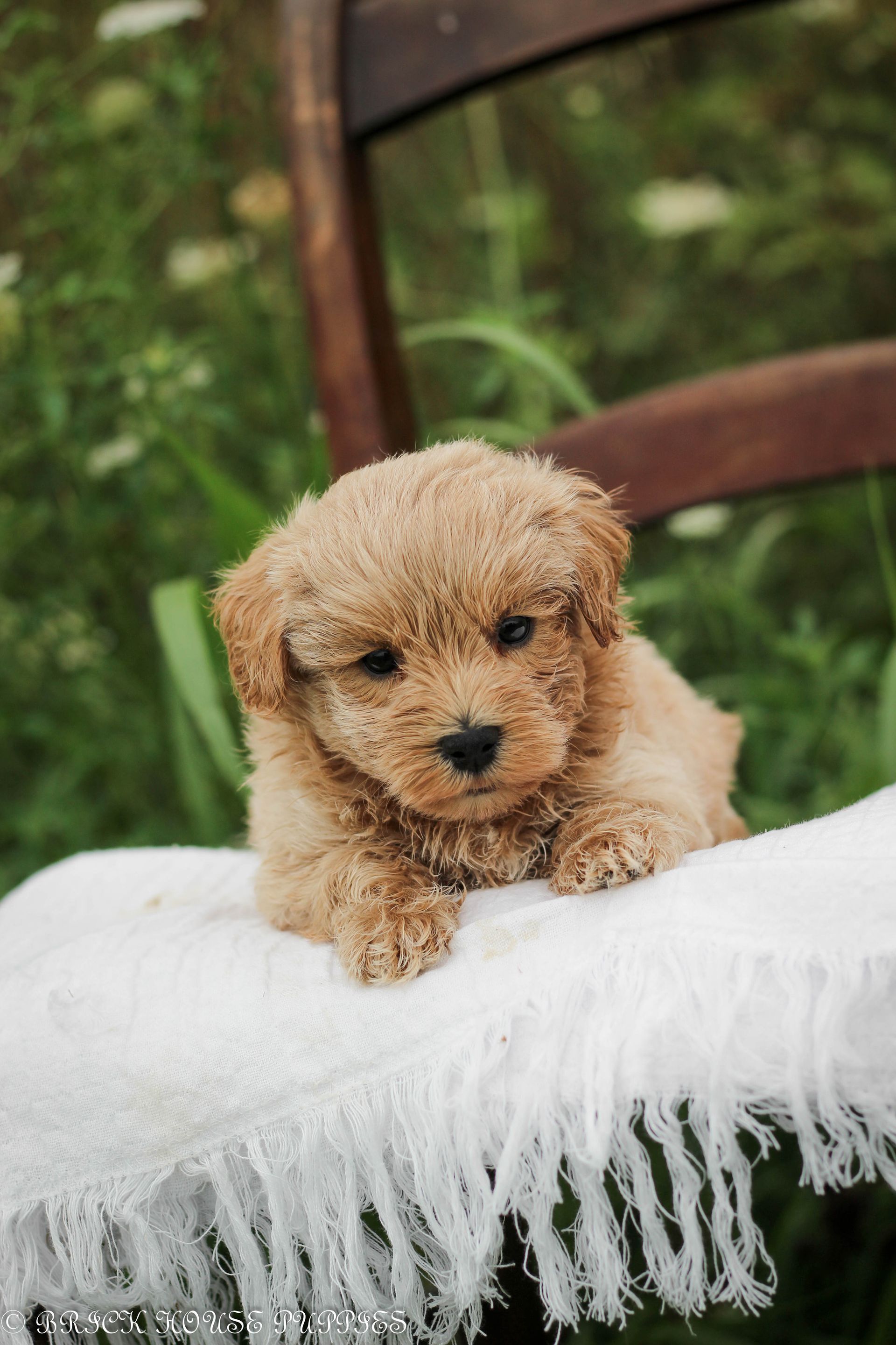maltipoo puppies for sale, maltipoo puppies, maltese poodle, maltipoo, teddybear puppies for sale, teddybear puppies, puppies for sale, maltipoo breeder, multipoo puppies, multipooh, breeder of ,maltipoo puppies