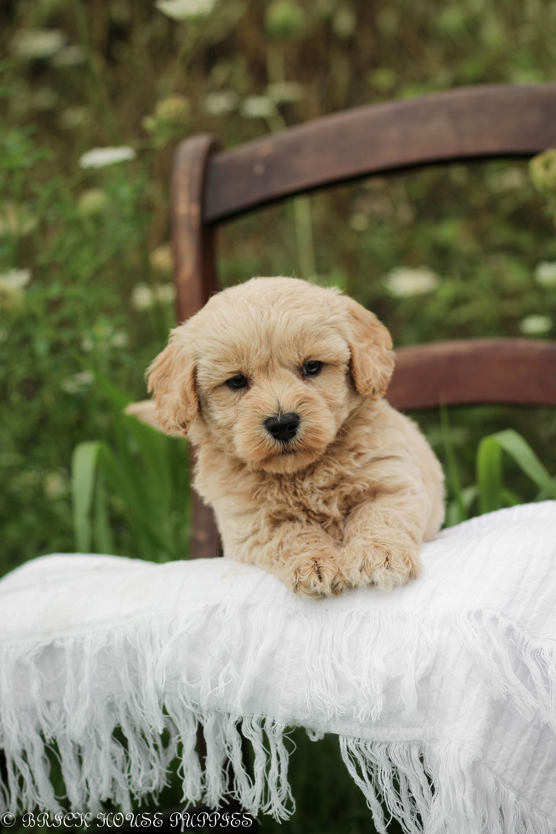 maltipoo puppies for sale, maltipoo puppies, maltese poodle, maltipoo, teddybear puppies for sale, teddybear puppies, puppies for sale, maltipoo breeder, multipoo puppies, multipooh, breeder of ,maltipoo puppies, 