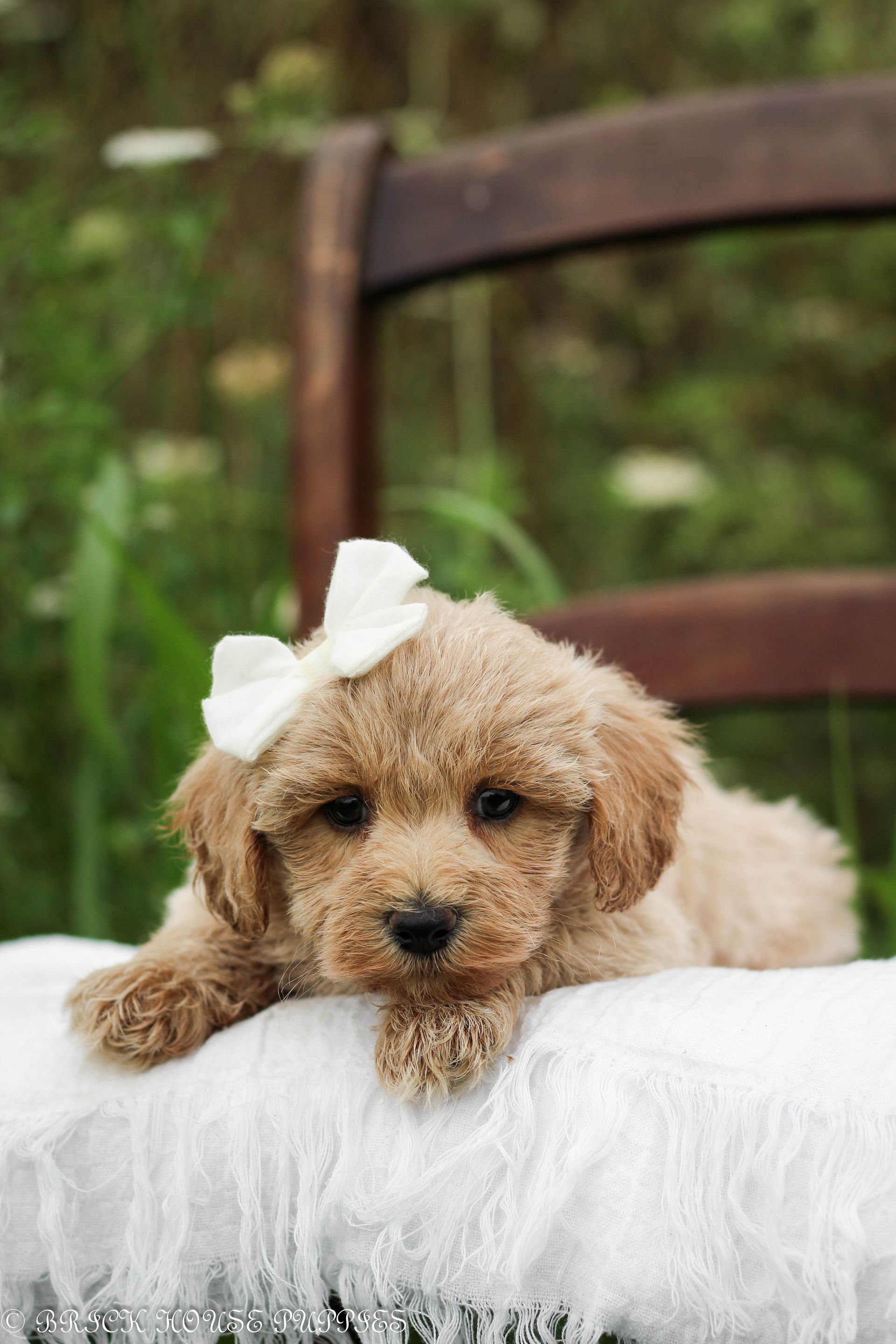 maltipoo puppies for sale, maltipoo puppies, maltese poodle, maltipoo, teddybear puppies for sale, teddybear puppies, puppies for sale, maltipoo breeder, multipoo puppies, multipooh, breeder of ,maltipoo puppies