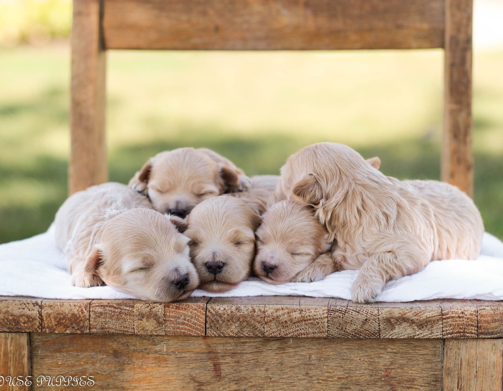 maltipoo puppies for sale, maltipoo puppies, maltese poodle, maltipoo, teddybear puppies for sale, teddybear puppies, puppies for sale, maltipoo breeder, multipoo puppies, multipooh, breeder of ,maltipoo puppies