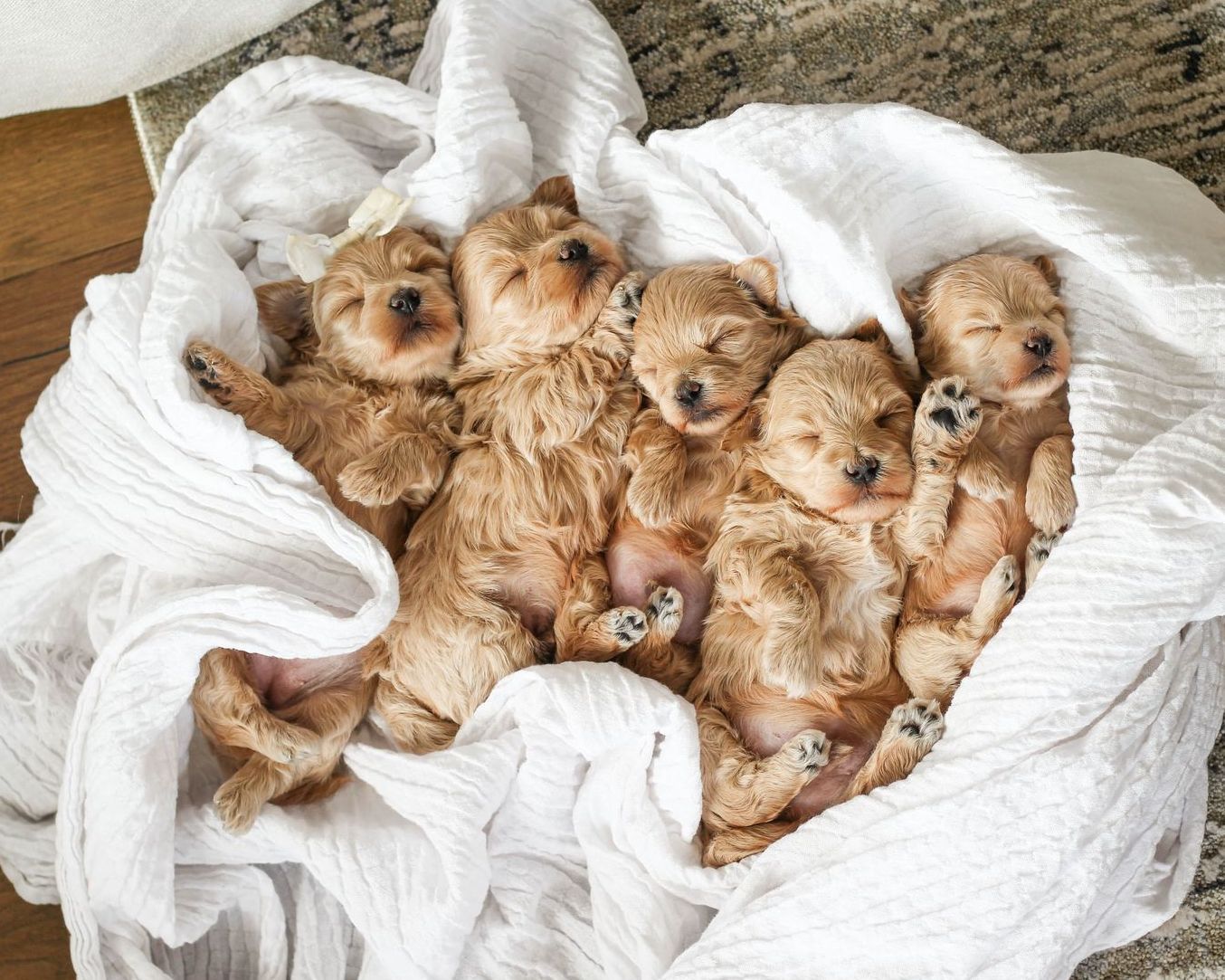 maltipoo puppies for sale, maltipoo puppies, maltese poodle, maltipoo, teddybear puppies for sale, teddybear puppies, puppies for sale, maltipoo breeder, multipoo puppies, multipooh, breeder of ,maltipoo puppies, 