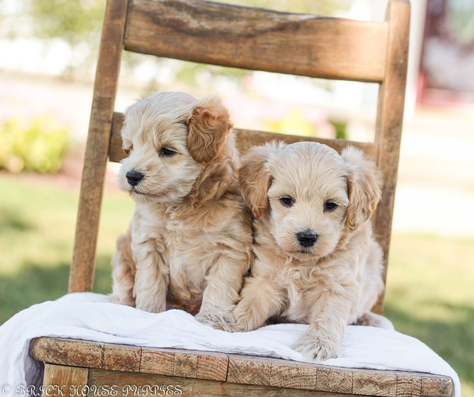 maltipoo puppies for sale, maltipoo puppies, maltese poodle, maltipoo, teddybear puppies for sale, teddybear puppies, puppies for sale, maltipoo breeder, multipoo puppies, multipooh, breeder of ,maltipoo puppies