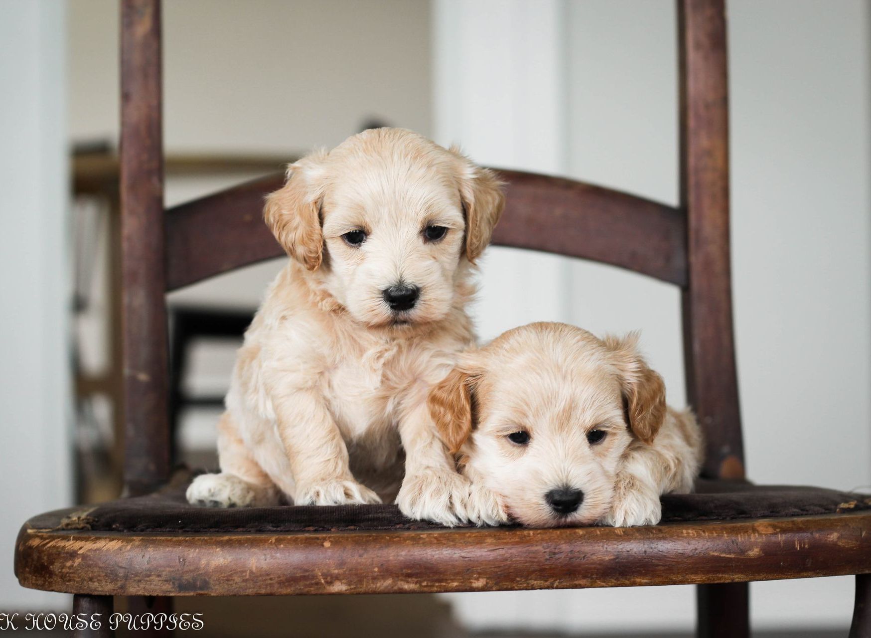 maltipoo puppies for sale, maltipoo puppies, maltese poodle, maltipoo, teddybear puppies for sale, teddybear puppies, puppies for sale, maltipoo breeder, multipoo puppies, multipooh, breeder of ,maltipoo puppies