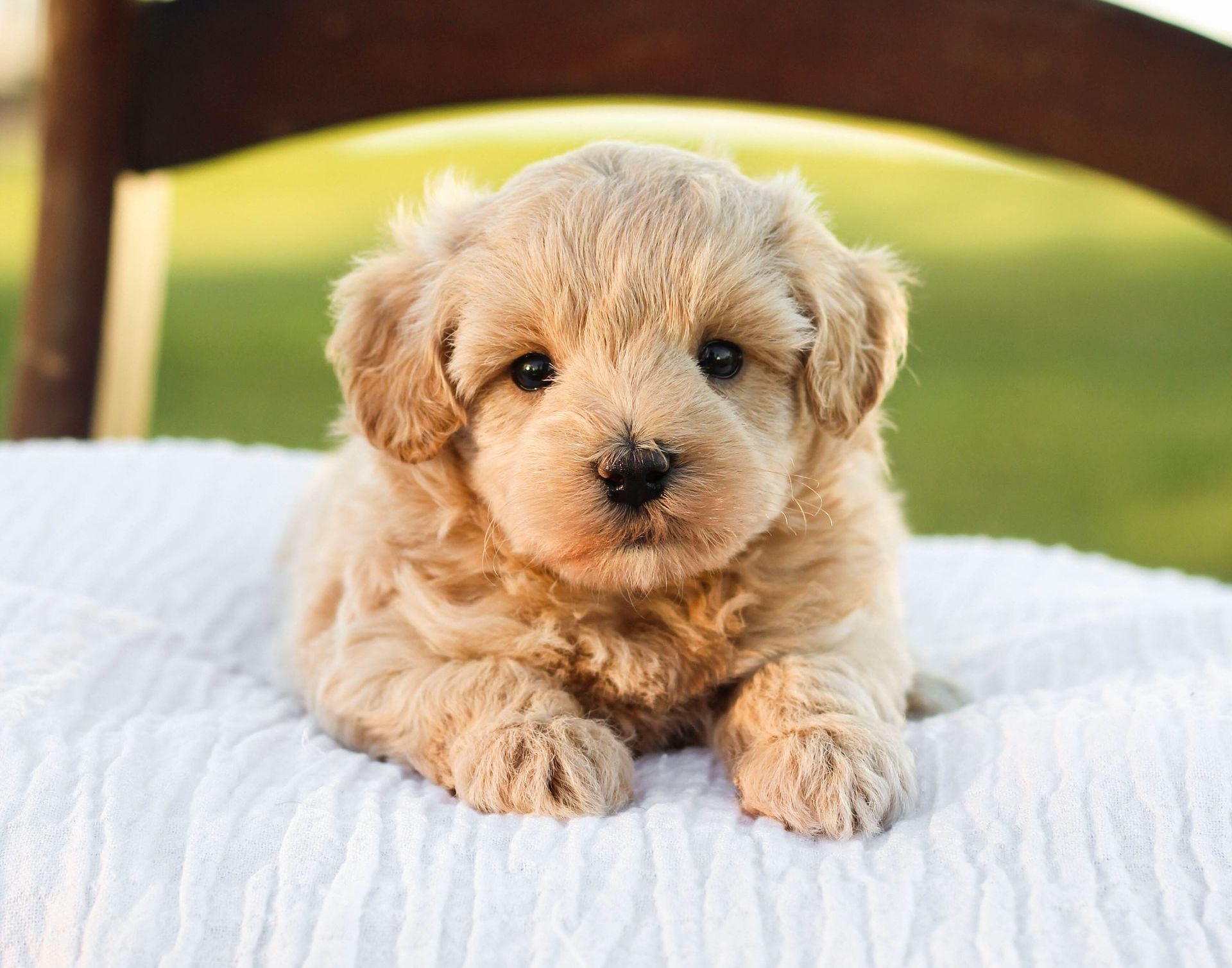 maltipoo puppies for sale, maltipoo breeder, maltipoo, maltipoo puppies, teddybear puppies for sale, multipoo puppies