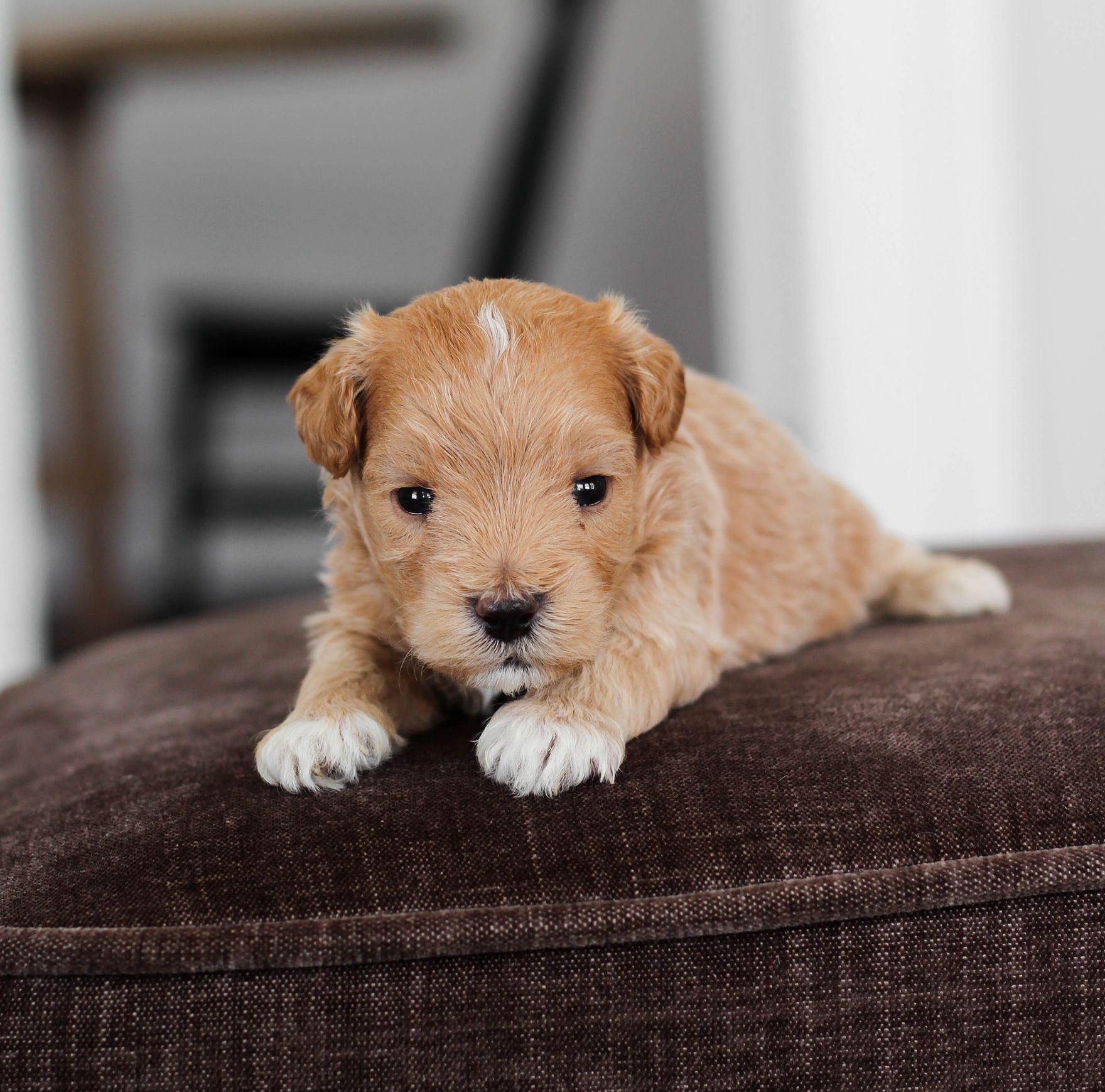 maltipoo puppies for sale, maltipoo puppies, maltese poodle, maltipoo, teddybear puppies for sale, teddybear puppies, puppies for sale, maltipoo breeder, multipoo puppies, multipooh, breeder of ,maltipoo puppies