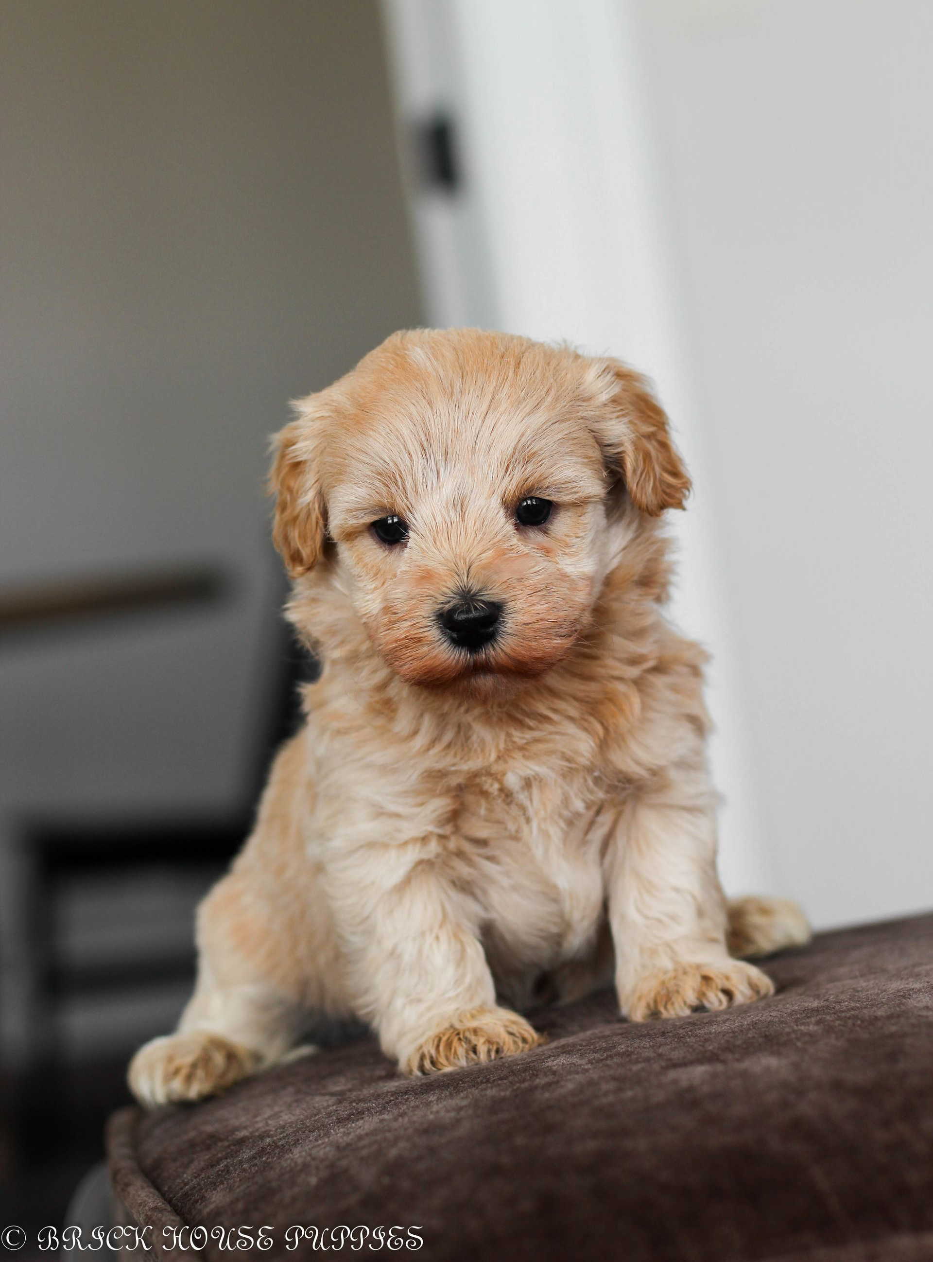 maltipoo puppies for sale, maltipoo puppies, maltese poodle, maltipoo, teddybear puppies for sale, teddybear puppies, puppies for sale, maltipoo breeder, multipoo puppies, multipooh, breeder of ,maltipoo puppies, 