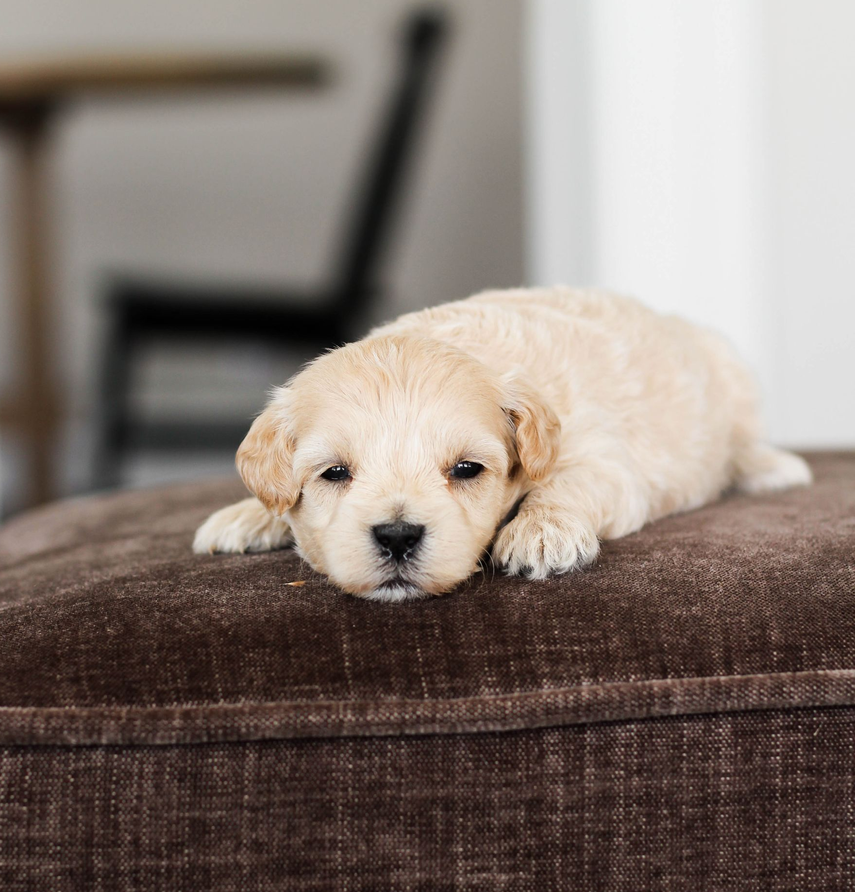 maltipoo puppies for sale, maltipoo puppies, maltese poodle, maltipoo, teddybear puppies for sale, teddybear puppies, puppies for sale, maltipoo breeder, multipoo puppies, multipooh, breeder of ,maltipoo puppies