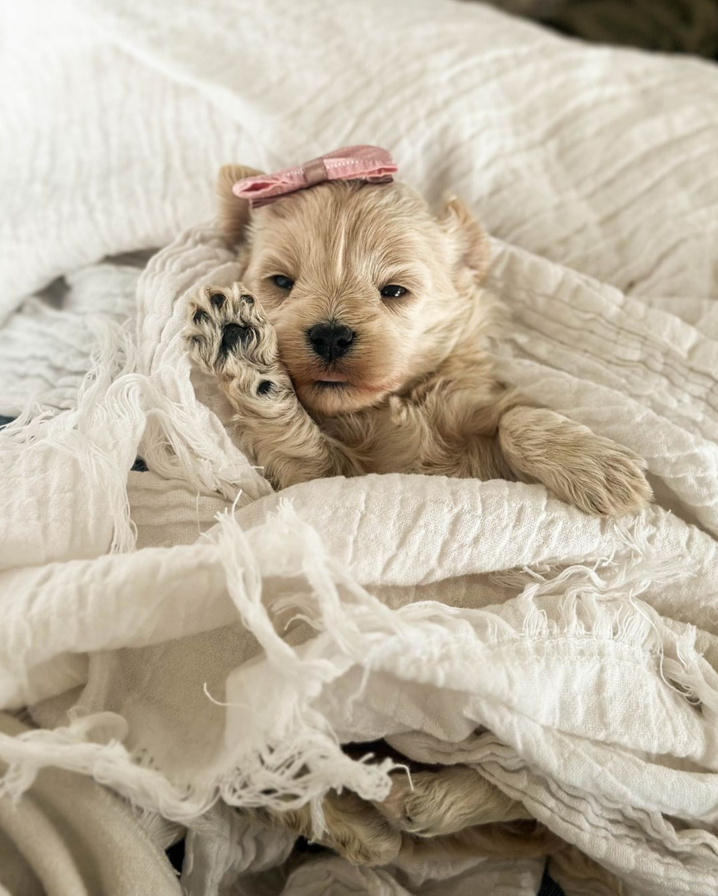 maltipoo puppies for sale, maltipoo puppies, maltese poodle, maltipoo, teddybear puppies for sale, teddybear puppies, puppies for sale, maltipoo breeder, multipoo puppies, multipooh, breeder of ,maltipoo puppies