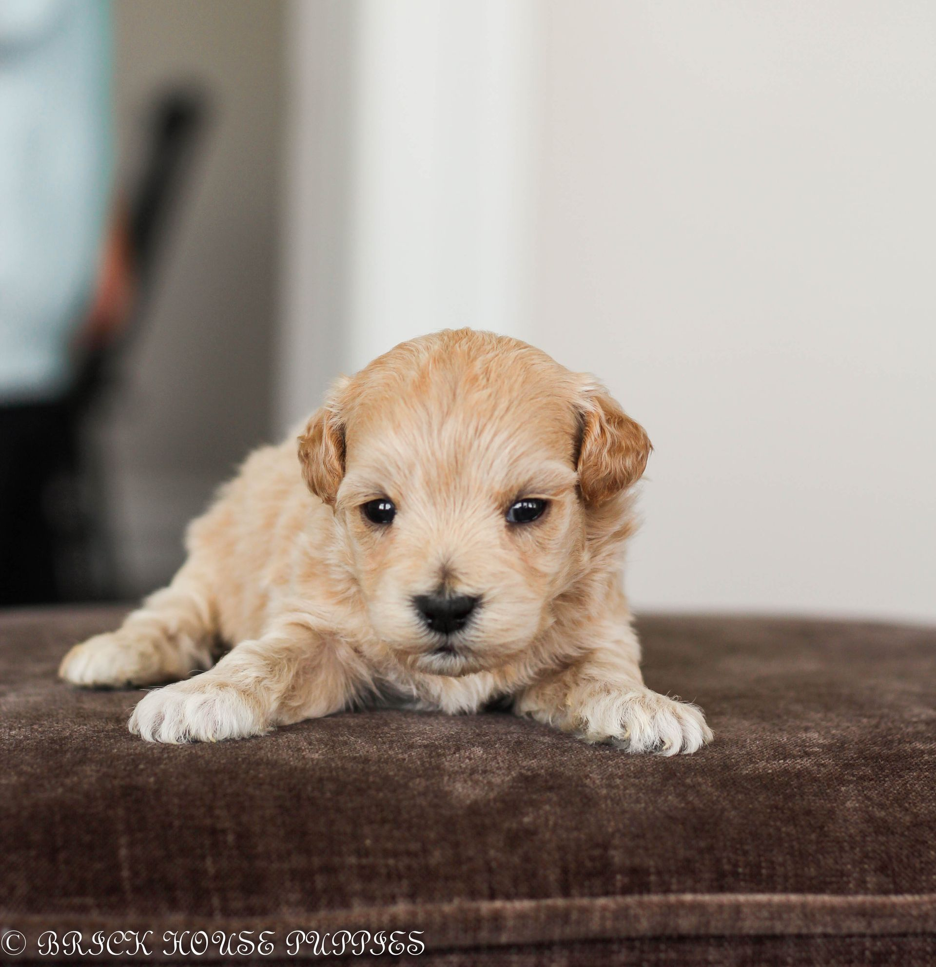 maltipoo puppies for sale, maltipoo puppies, maltese poodle, maltipoo, teddybear puppies for sale, teddybear puppies, puppies for sale, maltipoo breeder, multipoo puppies, multipooh, breeder of ,maltipoo puppies