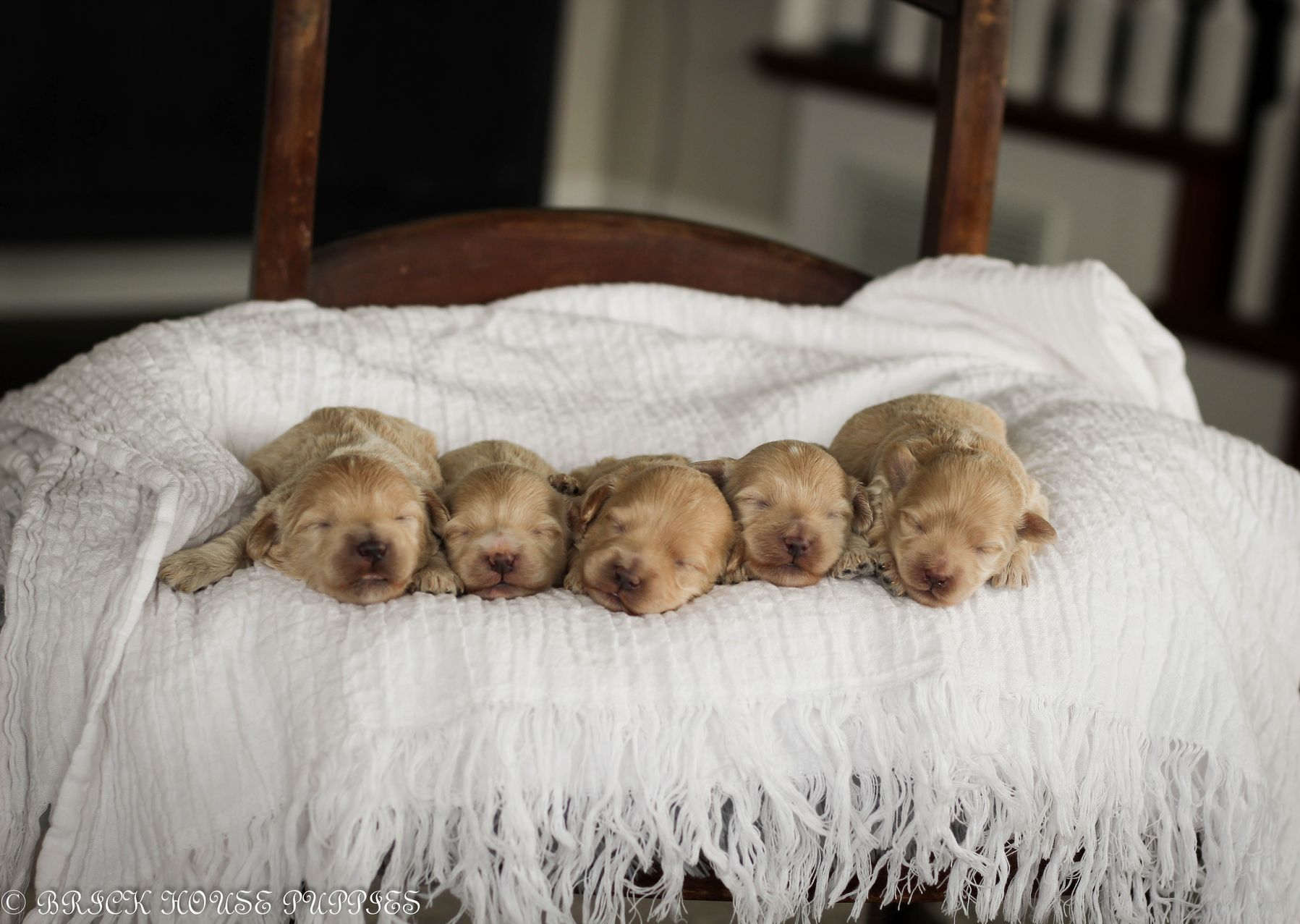 maltipoo puppies for sale, maltipoo puppies, maltese poodle, maltipoo, teddybear puppies for sale, teddybear puppies, puppies for sale, maltipoo breeder, multipoo puppies, multipooh, breeder of ,maltipoo puppies