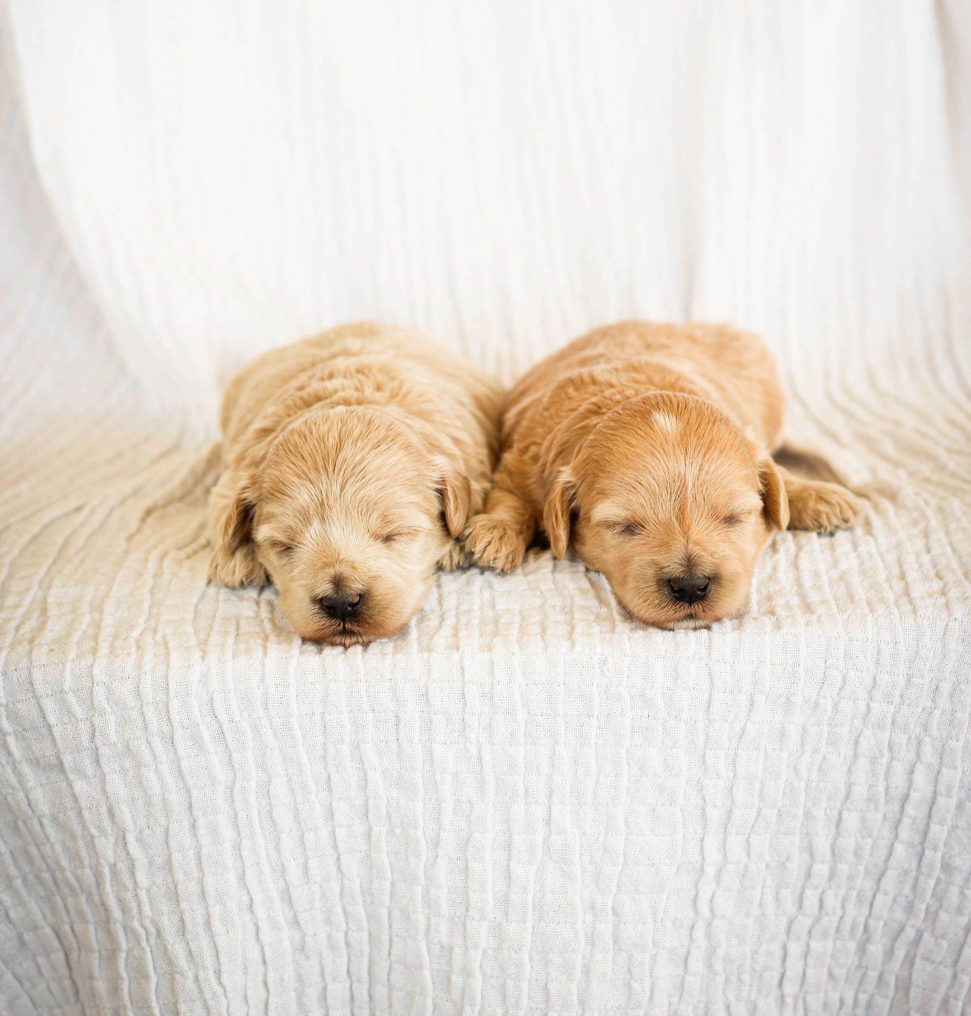 maltipoo puppies for sale, maltipoo puppies, maltese poodle, maltipoo, teddybear puppies for sale, teddybear puppies, puppies for sale, maltipoo breeder, multipoo puppies, multipooh, breeder of ,maltipoo puppies