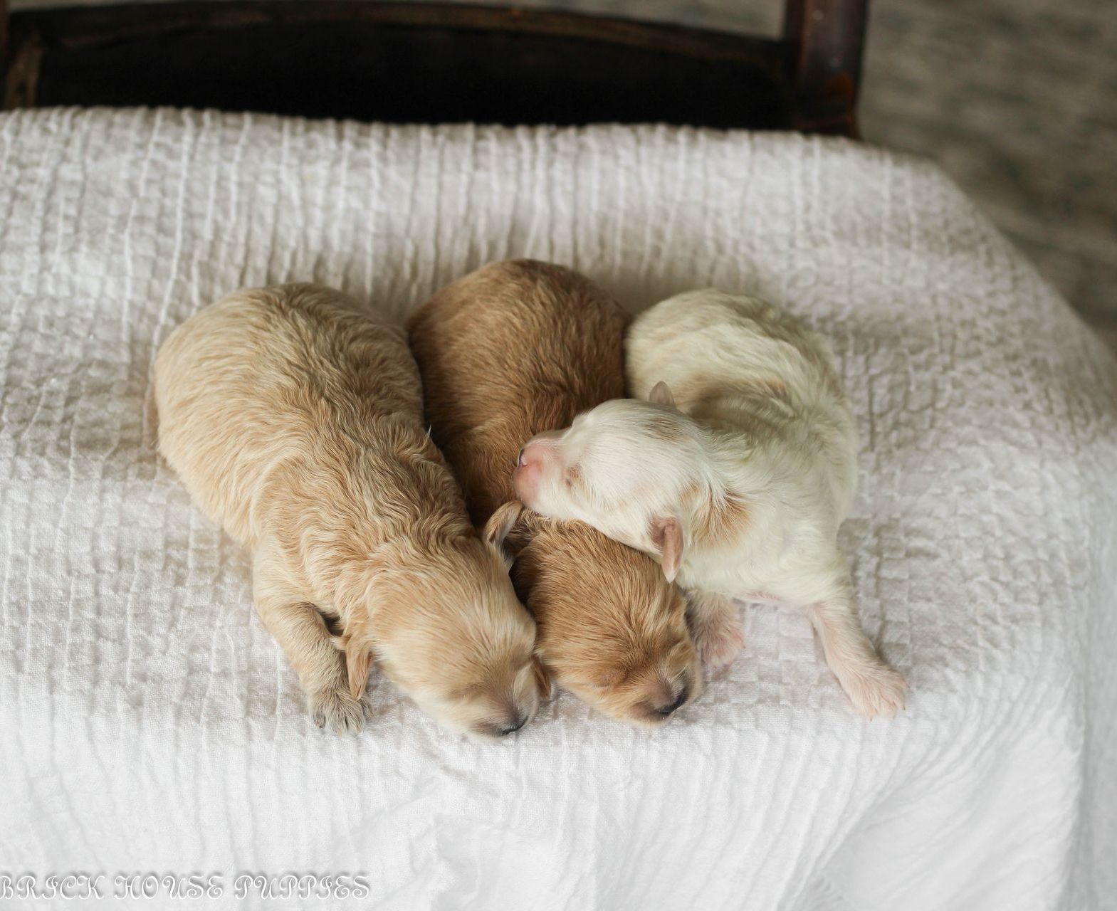 maltipoo puppies for sale, maltipoo puppies, maltese poodle, maltipoo, teddybear puppies for sale, teddybear puppies, puppies for sale, maltipoo breeder, multipoo puppies, multipooh, breeder of ,maltipoo puppies