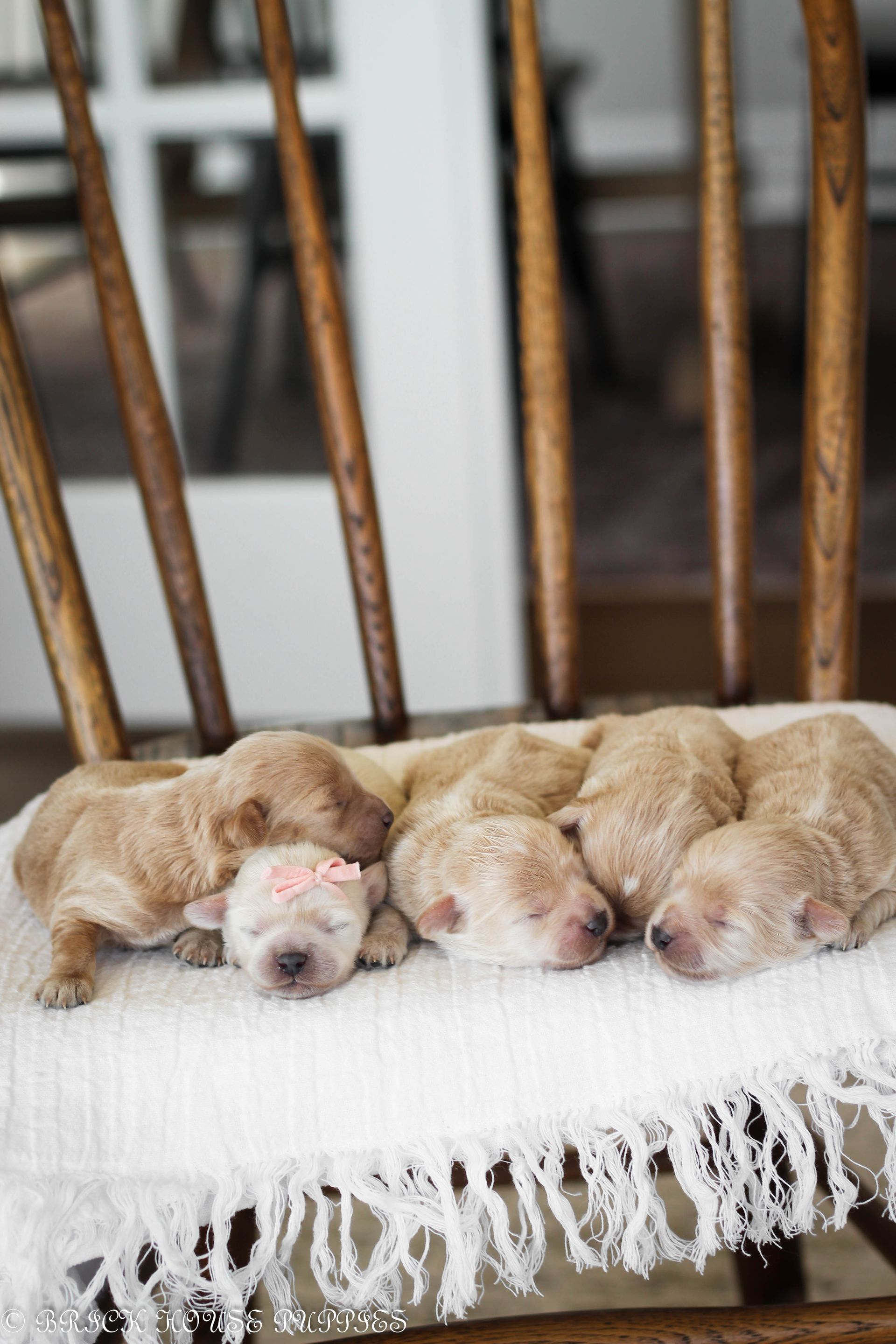 maltipoo puppies for sale, maltipoo puppies, maltese poodle, maltipoo, teddybear puppies for sale, teddybear puppies, puppies for sale, maltipoo breeder, multipoo puppies, multipooh, breeder of ,maltipoo puppies, 