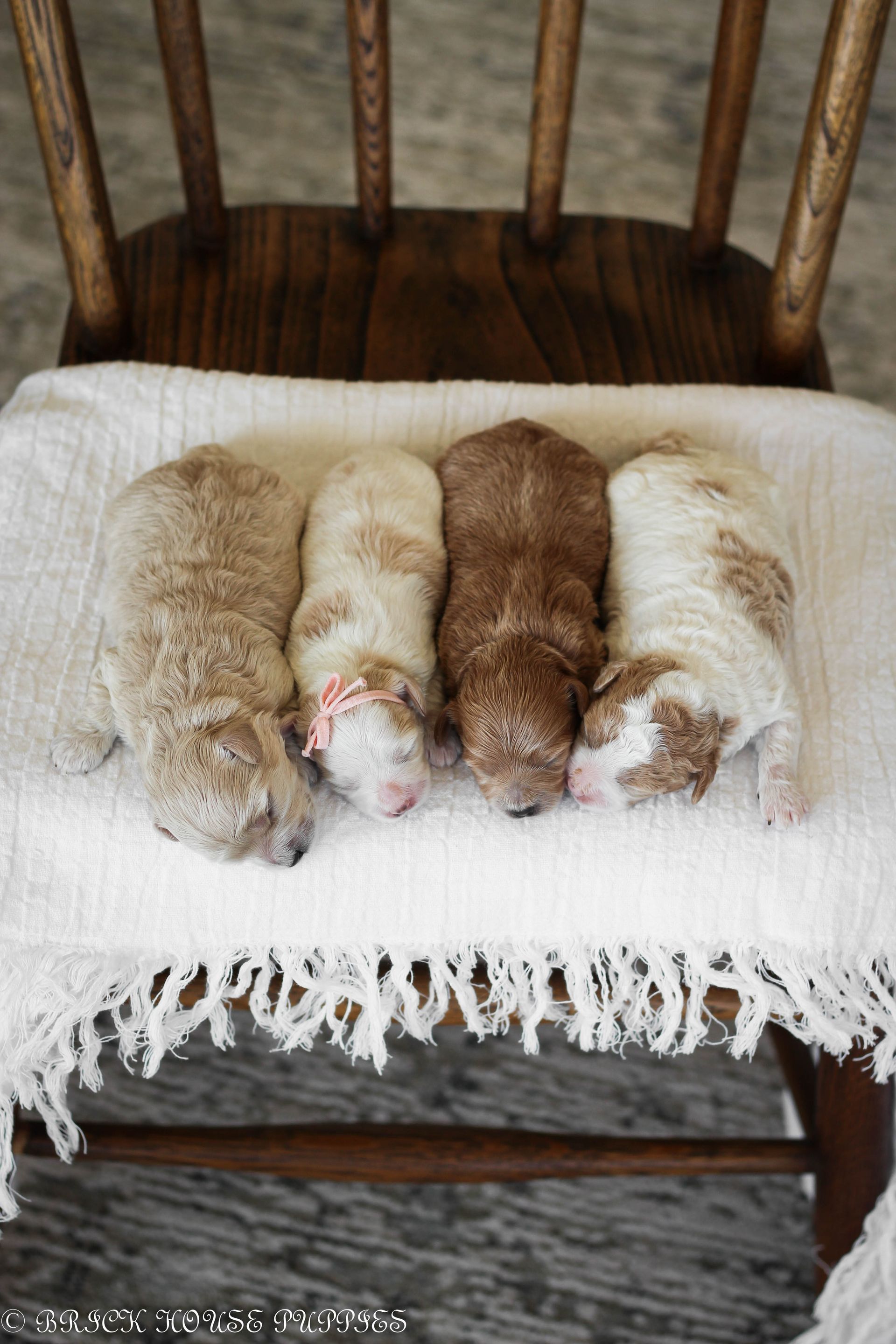 maltipoo puppies for sale, maltipoo puppies, maltese poodle, maltipoo, teddybear puppies for sale, teddybear puppies, puppies for sale, maltipoo breeder, multipoo puppies, multipooh, breeder of ,maltipoo puppies