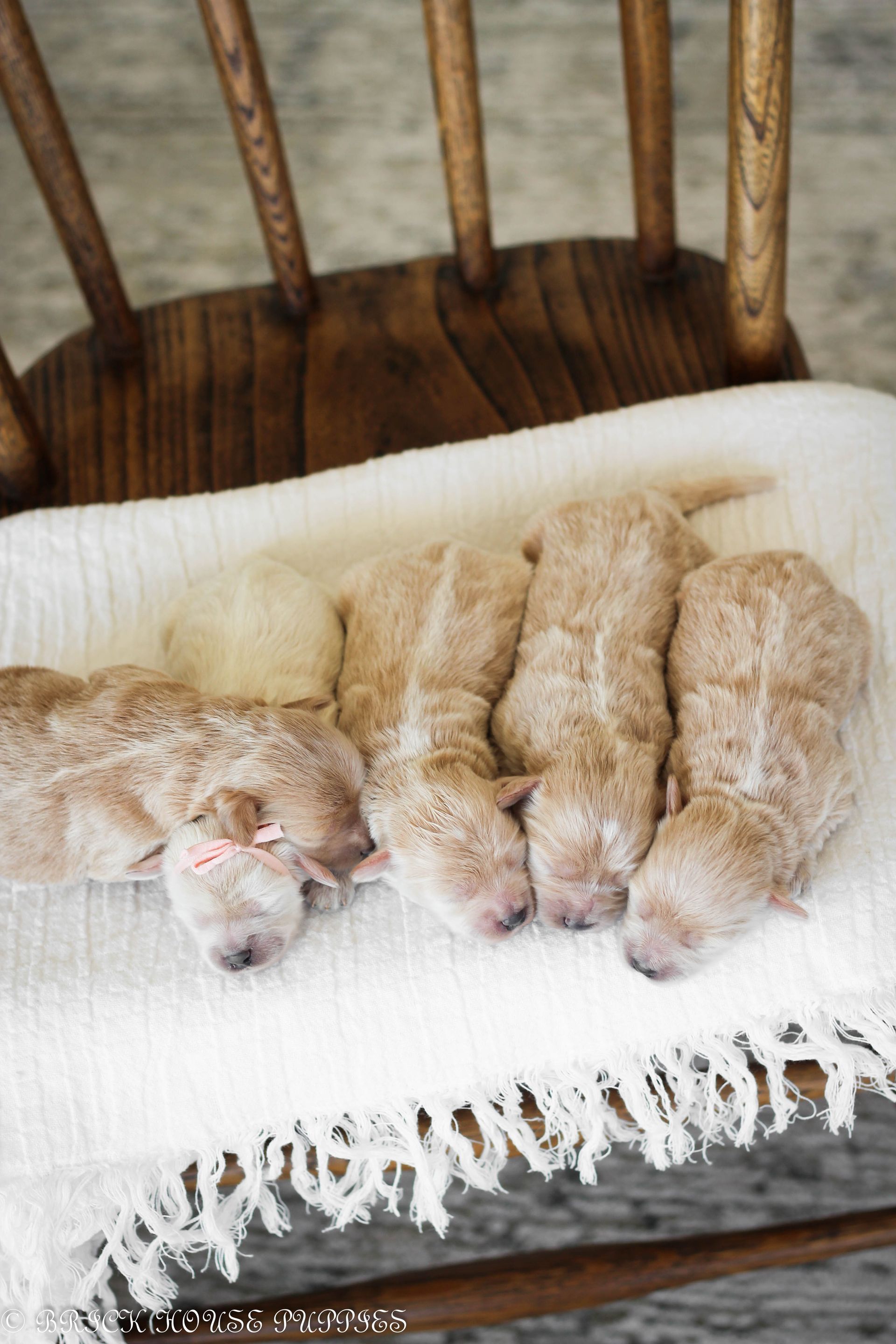 maltipoo puppies for sale, maltipoo puppies, maltese poodle, maltipoo, teddybear puppies for sale, teddybear puppies, puppies for sale, maltipoo breeder, multipoo puppies, multipooh, breeder of ,maltipoo puppies