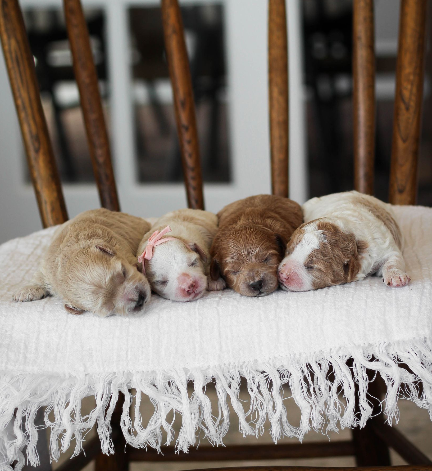 maltipoo puppies for sale, maltipoo puppies, maltese poodle, maltipoo, teddybear puppies for sale, teddybear puppies, puppies for sale, maltipoo breeder, multipoo puppies, multipooh, breeder of ,maltipoo puppies, 