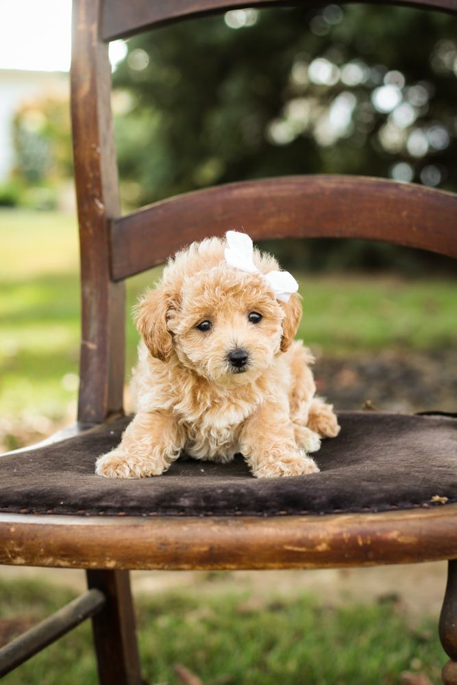 HOT Red Bichon Poodle Bichon Poodle Puppies Teacup Poochon