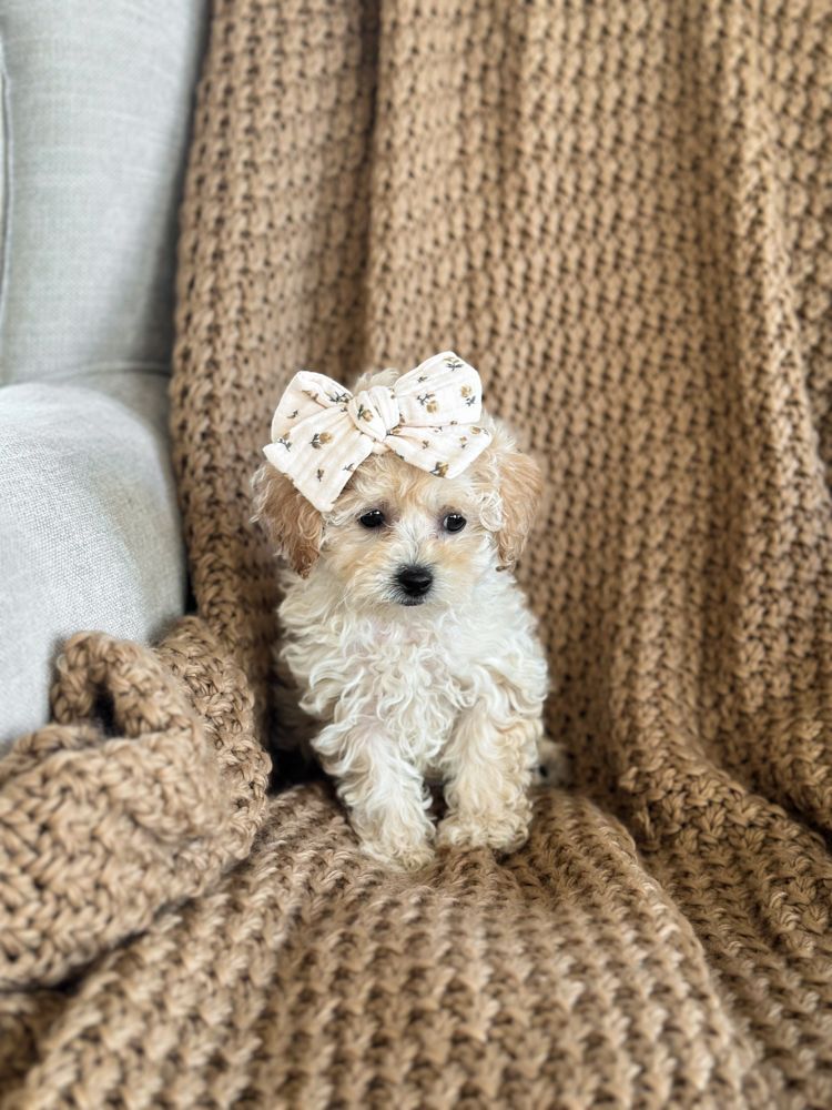 Poochon puppies for sale, shihpoo puppies for sale, maltipoo puppies for sale, teddybear puppies for sale, poochon breeder, maltipoo breeder, maltipoo, poochon, shihpoo, shihpoo  puppy, maltipoo puppy, poochon puppy, bichpoo puppies for sale, bichpoo breeder, puppies for sale, puppies, teddybear puppy