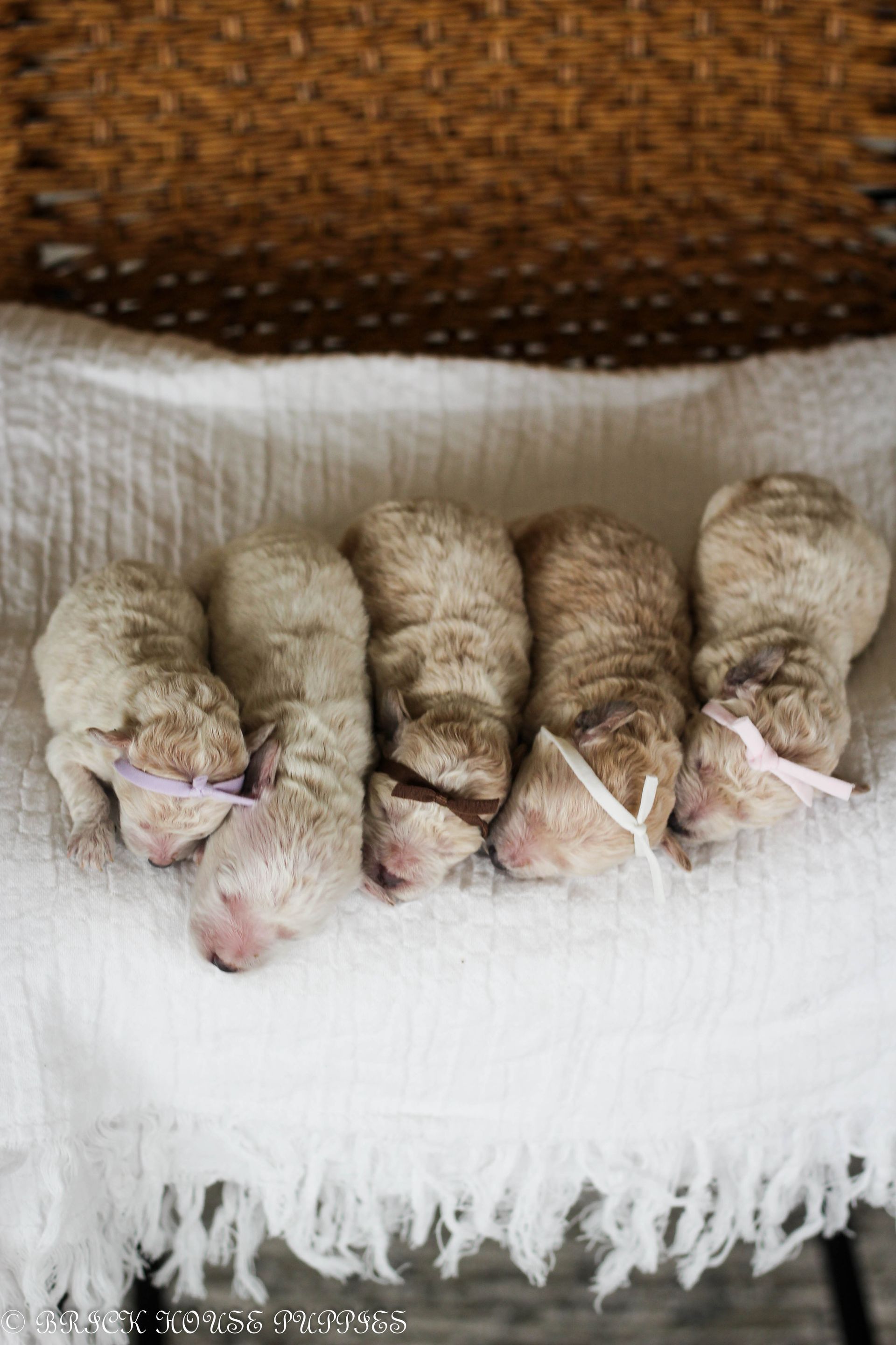 Poochon Puppies for sale, poochon puppies, bichpoo puppies, teddybear puppies for sale, teddybear puppies, teddybear puppy breeder, poochon breeder, puppies for sale