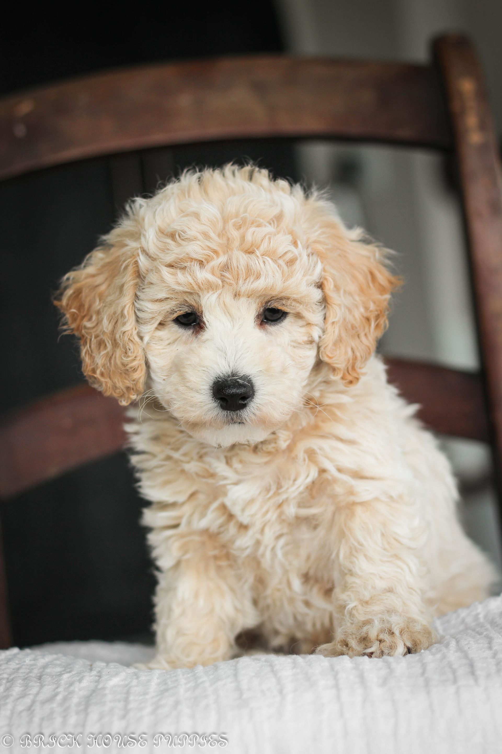 Poochon Puppies for sale, poochon puppies, bichpoo puppies, teddybear puppies for sale, teddybear puppies, teddybear puppy breeder, poochon breeder, puppies for sale