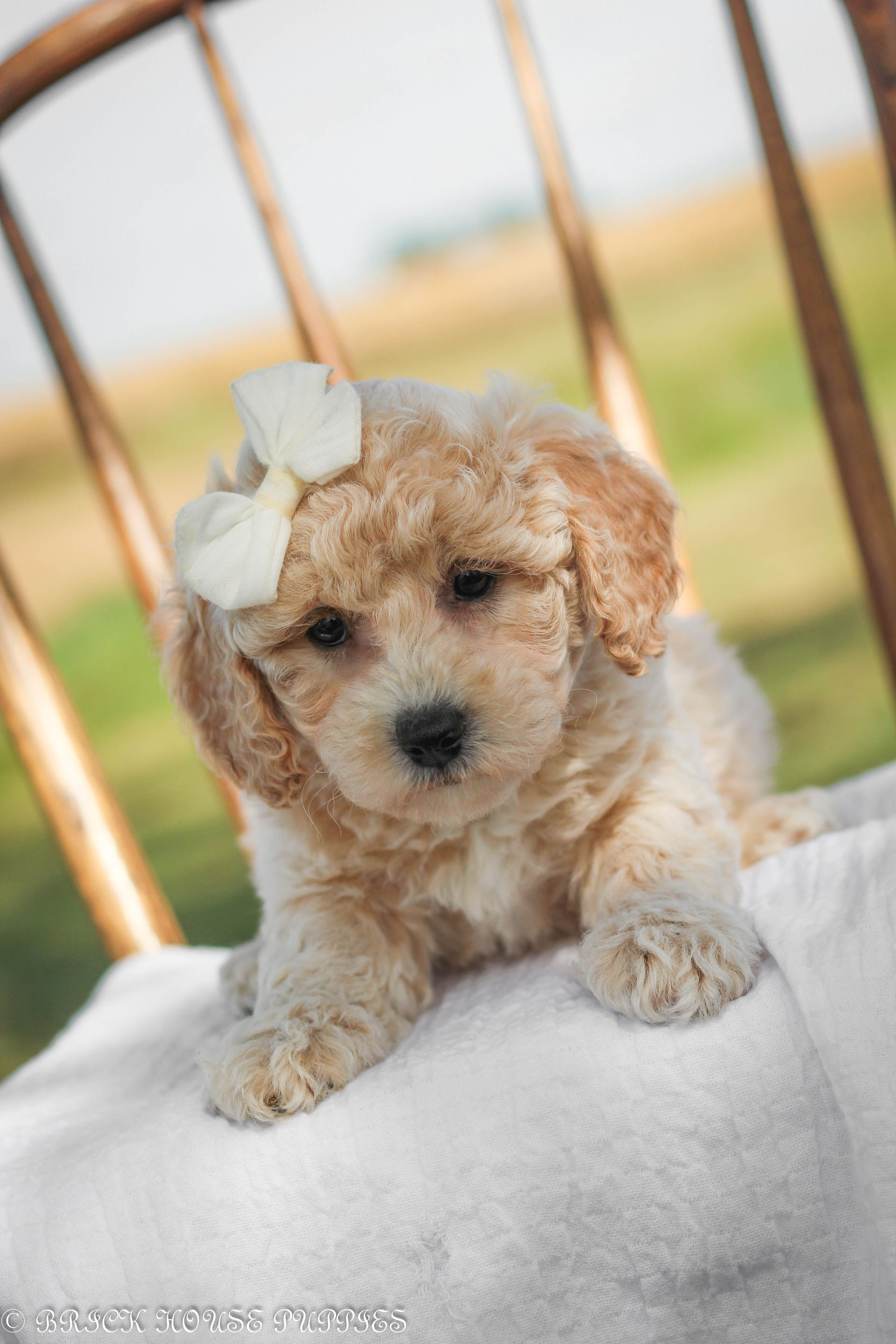 Poochon Puppies for sale, poochon puppies, bichpoo puppies, teddybear puppies for sale, teddybear puppies, teddybear puppy breeder, poochon breeder, puppies for sale
