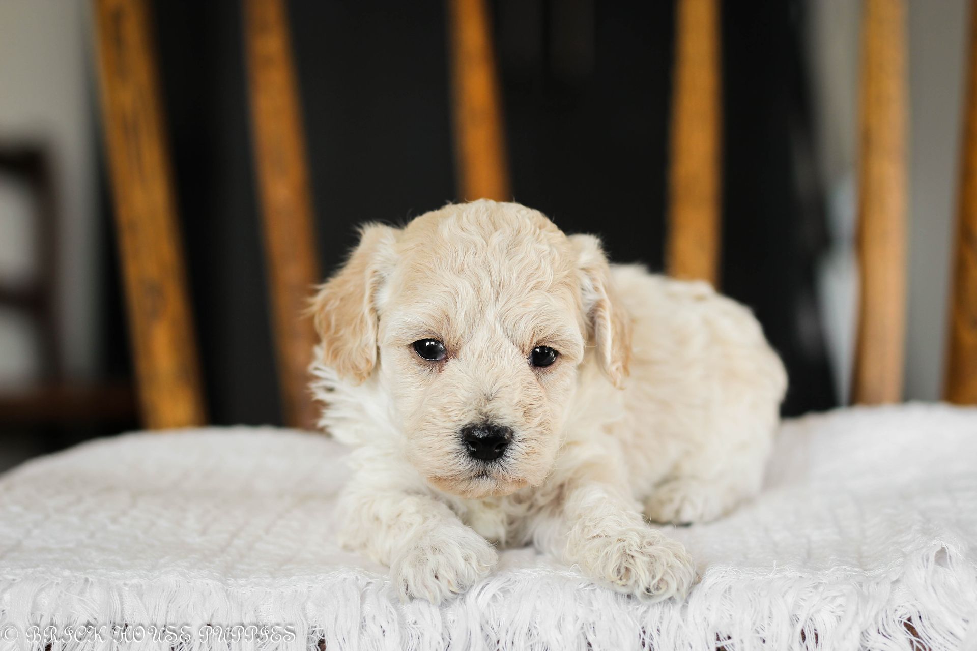 Poochon Puppies for sale, poochon puppies, bichpoo puppies, teddybear puppies for sale, teddybear puppies, teddybear puppy breeder, poochon breeder, puppies for sale