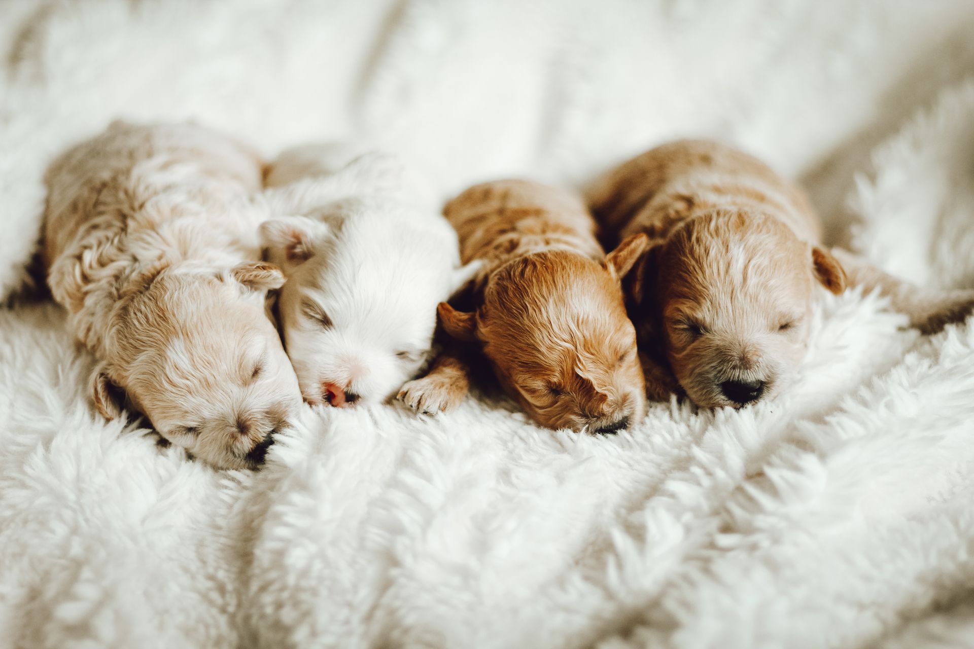 poochon puppies for sale, poochon puppies, poochon breeder, bichpoo puppies for sale, bichpoo breeder, bichon poodle puppies for sale, bichon poodle puppies, bichon poodle puppy, bichonpoo puppies for sale, bichon poodle breeder, teddybear puppies for sale, teddybear puppies, teddybear puppy breeder