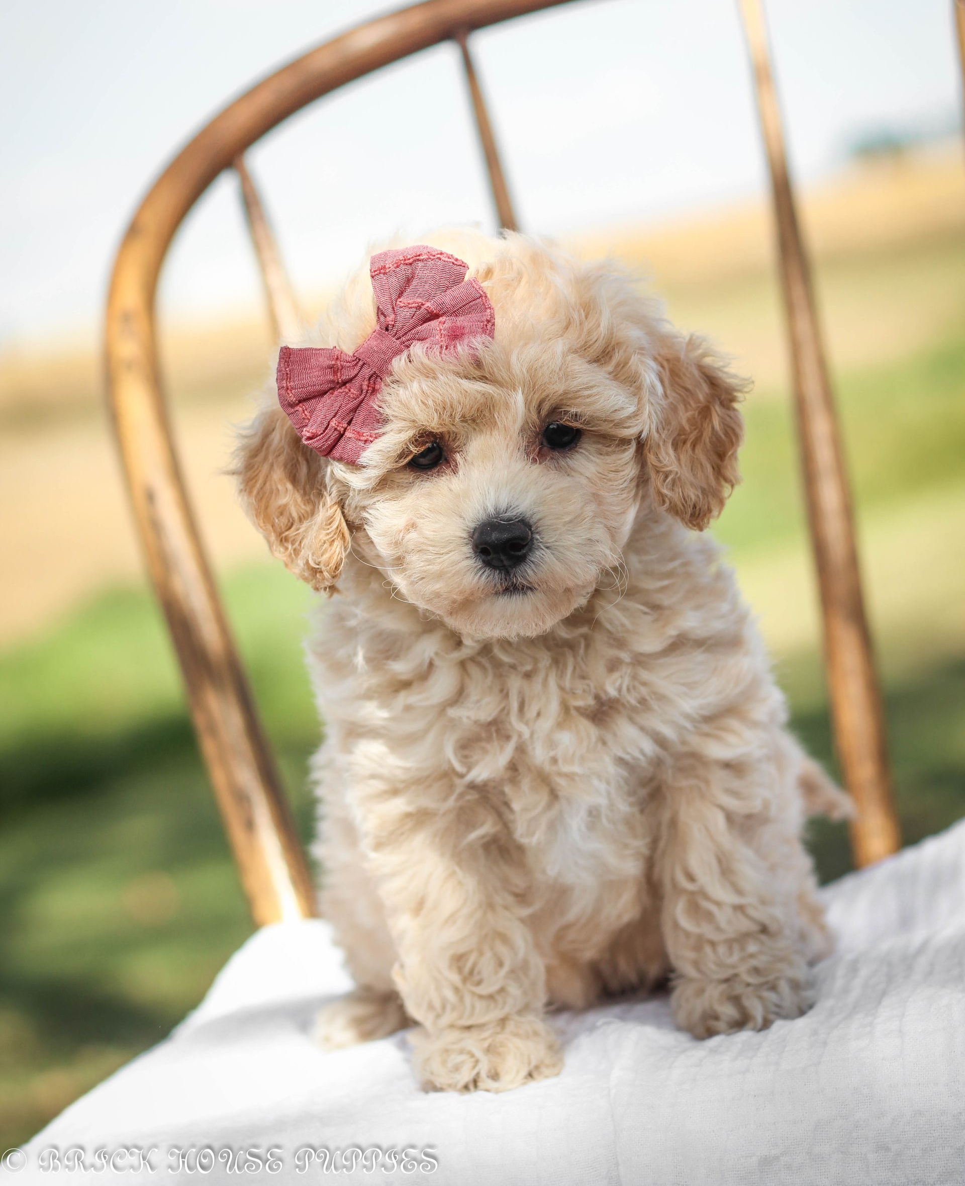 Poochon Puppies for sale, poochon puppies, bichpoo puppies, teddybear puppies for sale, teddybear puppies, teddybear puppy breeder, poochon breeder, puppies for sale