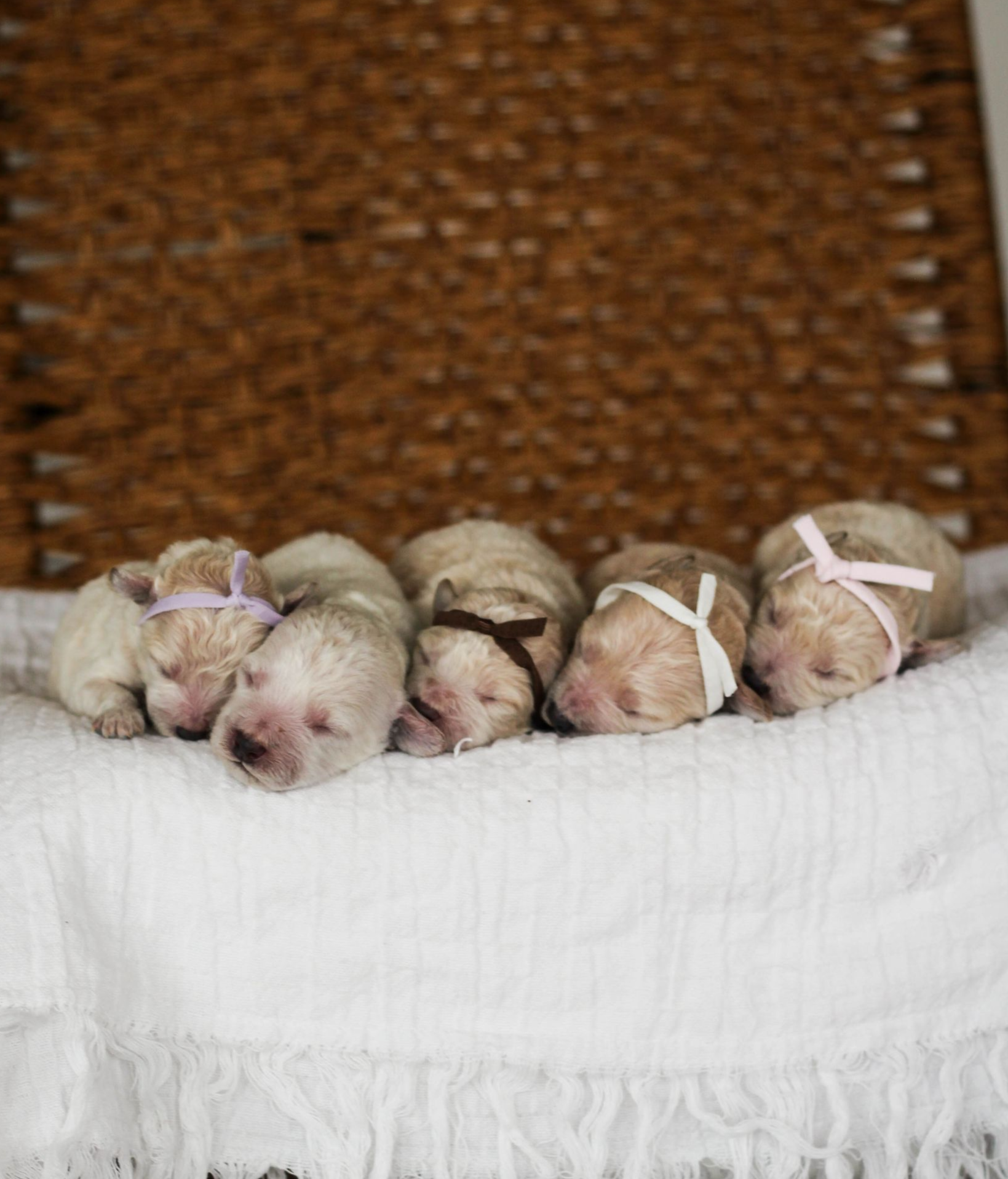 Poochon Puppies for sale, poochon puppies, bichpoo puppies, teddybear puppies for sale, teddybear puppies, teddybear puppy breeder, poochon breeder, puppies for sale