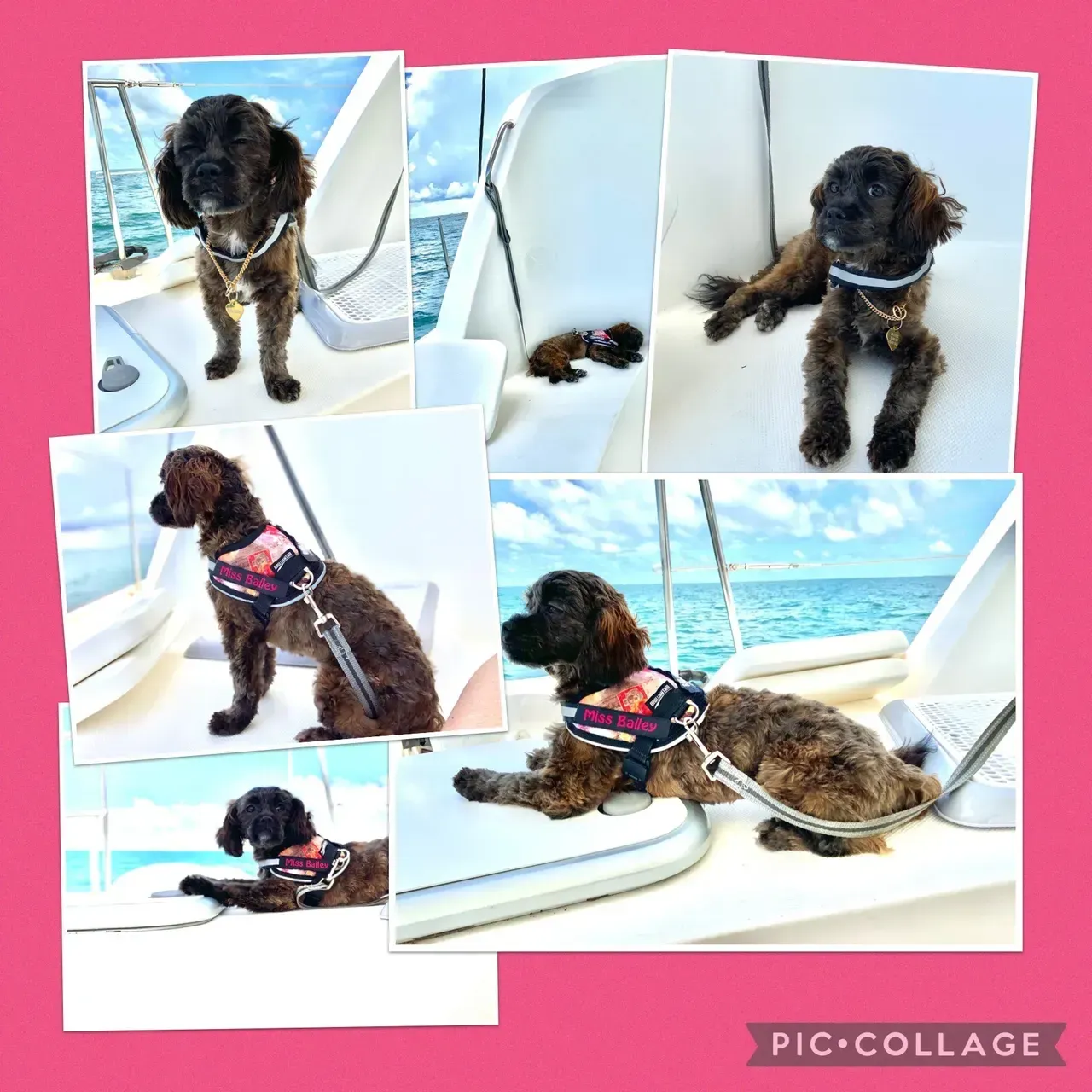 shihpoo puppies for sale, shihpoo puppies, shihpoo breeder,  shihpoo puppy. shihtzu poodle mix, poodle shihtzu, shihpoo, shih poo, shih poo puppies for sale, puppies for sale, shihpoo puppies for sale near me, teddy bear puppies for sale, teddybear puppies for sale, teddybear puppies, teddybear puppy, teddybear puppy breeder, designer puppies for sale, small puppies for sale, hypoallergenic puppies, nonshedding puppies, healthy puppies