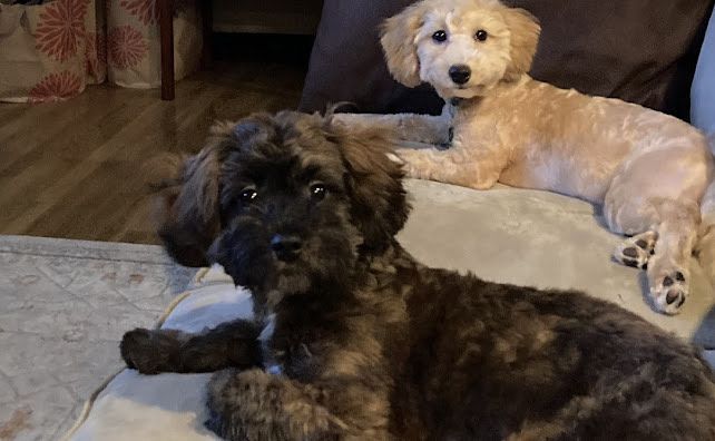 poochon puppy, poochon puppies for sale, poochon breeder, poochon, bichpoo puppies for sale, bichpoo puppy, teddybear puppies