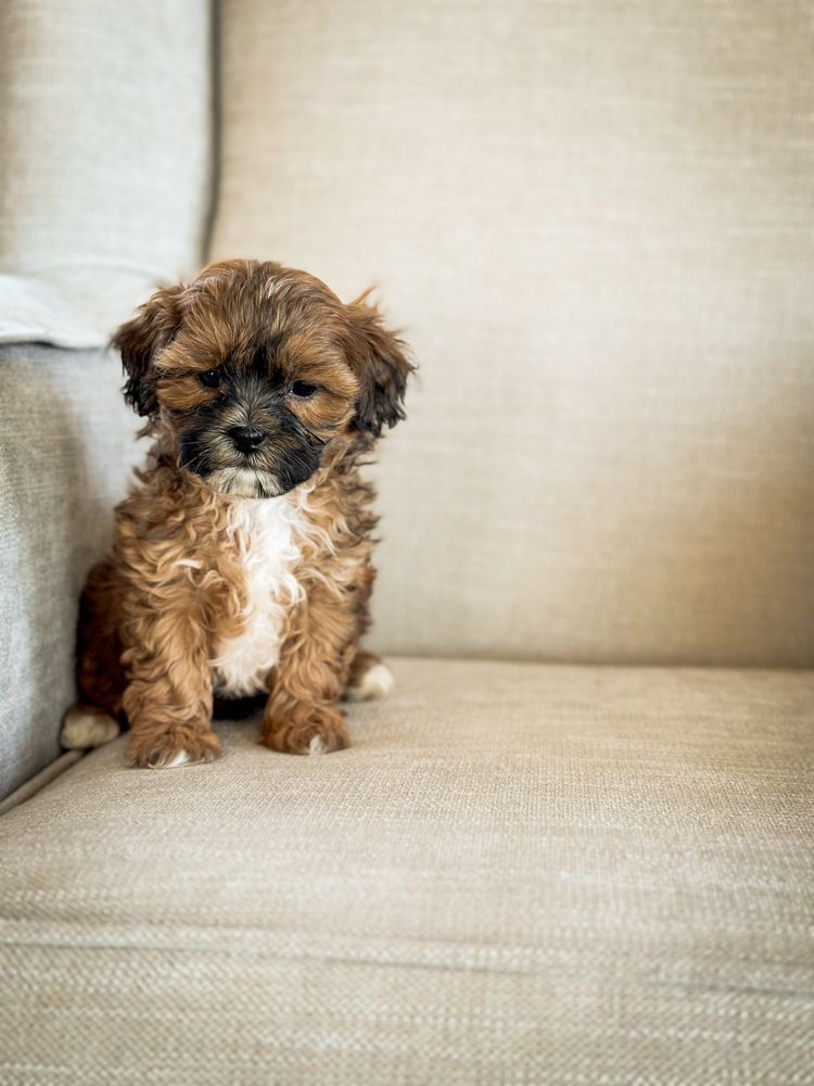 Brick House Puppies | Shih poo | Shihpoo Puppies for sale