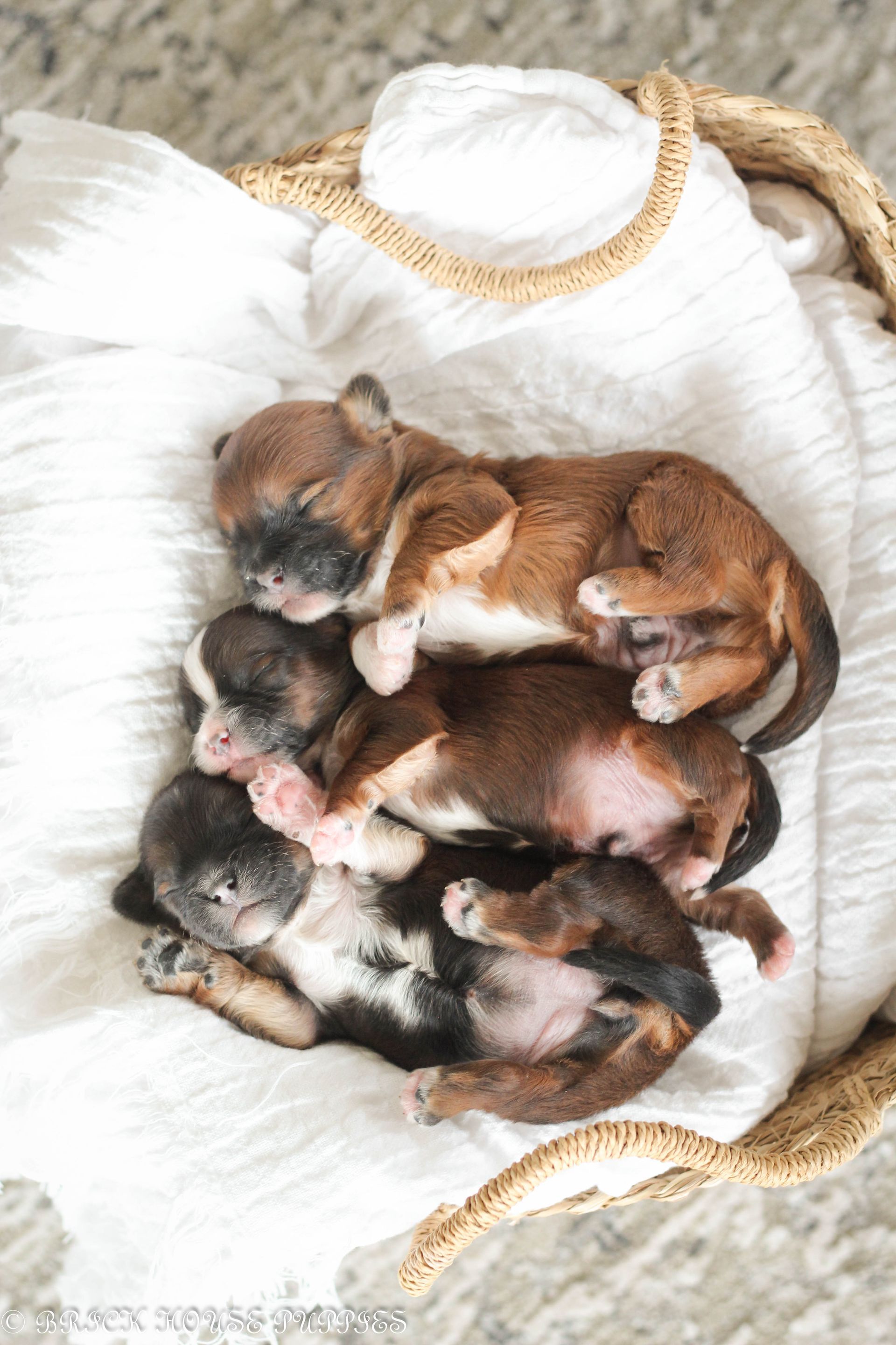 shihpoo puppies for sale, shihpoo puppies, shihpoo breeder, shihpoo puppy, shih poo , shihpoo, puppies for sale, teddybear puppies for sale, teddybear puppies, teddybear puppy,