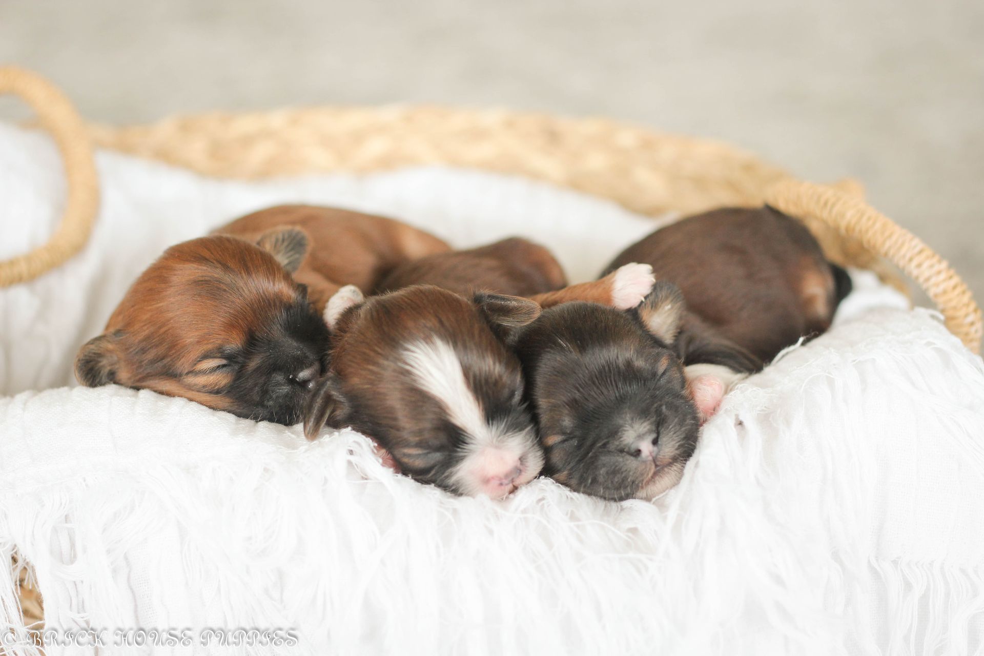 shihpoo puppies for sale, shihpoo puppies, shihpoo breeder, shihpoo puppy, shih poo , shihpoo, puppies for sale, teddybear puppies for sale, teddybear puppies, teddybear puppy,