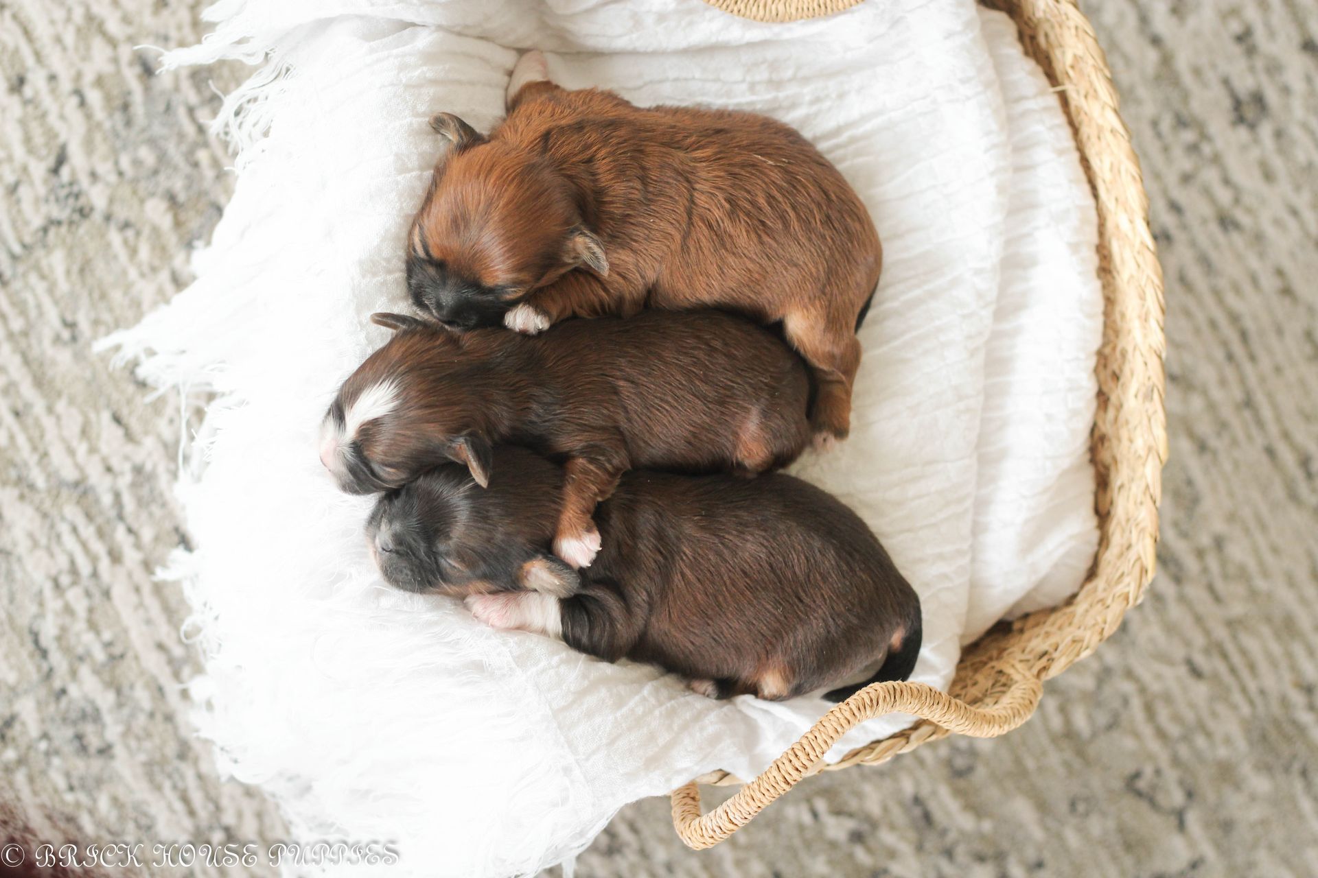 shihpoo puppies for sale, shihpoo puppies, shihpoo breeder, shihpoo puppy, shih poo , shihpoo, puppies for sale, teddybear puppies for sale, teddybear puppies, teddybear puppy,