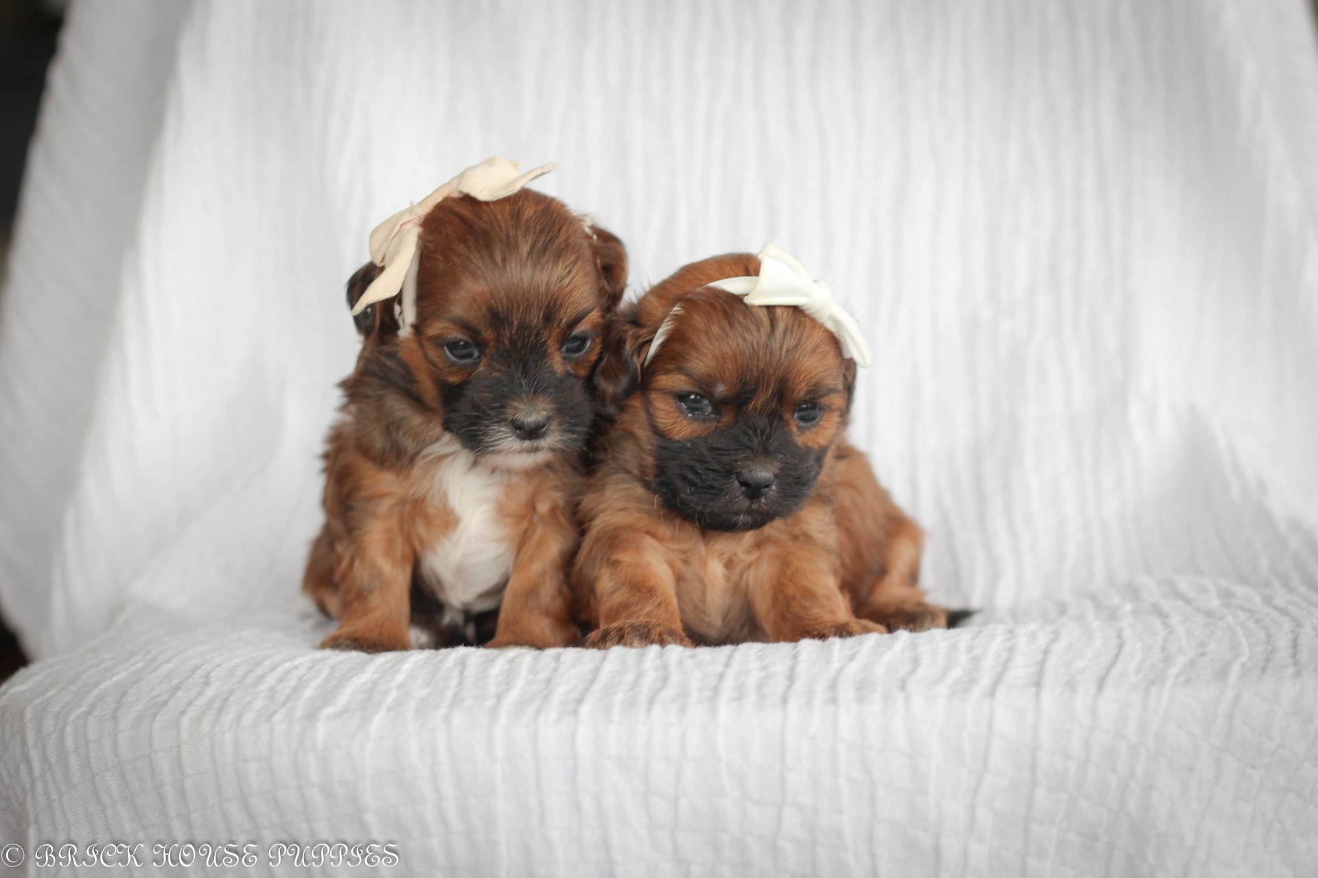 shihpoo puppies for sale, shihpoo puppies, shihpoo breeder, shihpoo puppy, shih poo , shihpoo, puppies for sale, teddybear puppies for sale, teddybear puppies, teddybear puppy, shih poo, Shih poo puppies for sale