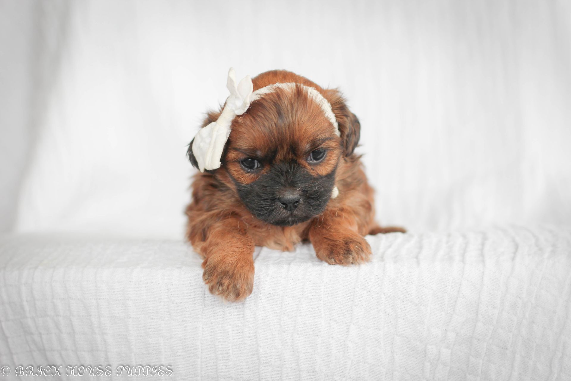 shihpoo puppies for sale, shihpoo puppies, shihpoo breeder, shihpoo puppy, shih poo , shihpoo, puppies for sale, teddybear puppies for sale, teddybear puppies, teddybear puppy,