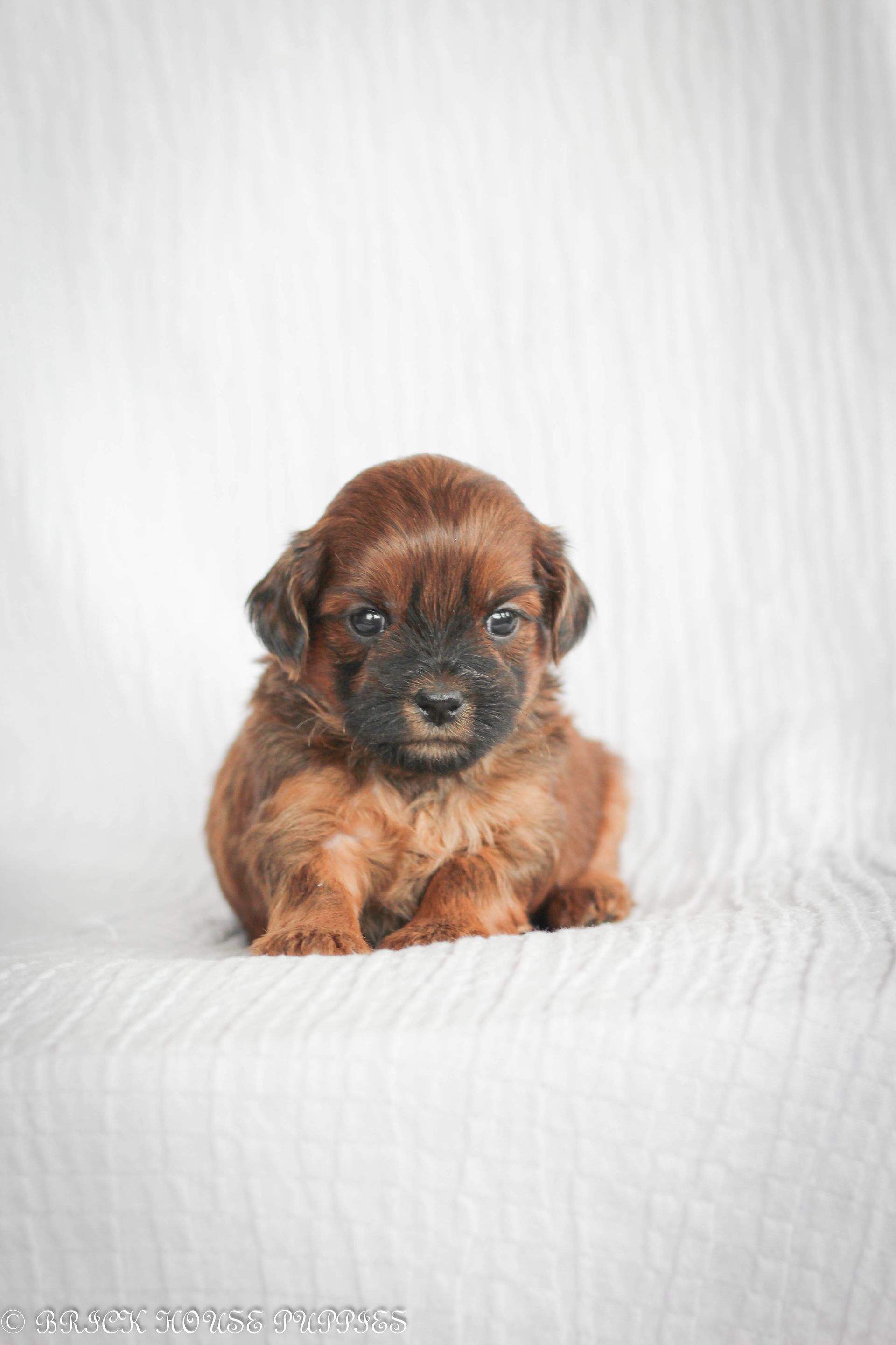 shihpoo puppies for sale, shihpoo puppies, shihpoo breeder, shihpoo puppy, shih poo , shihpoo, puppies for sale, teddybear puppies for sale, teddybear puppies, teddybear puppy, shih poo, Shih poo puppies for sale