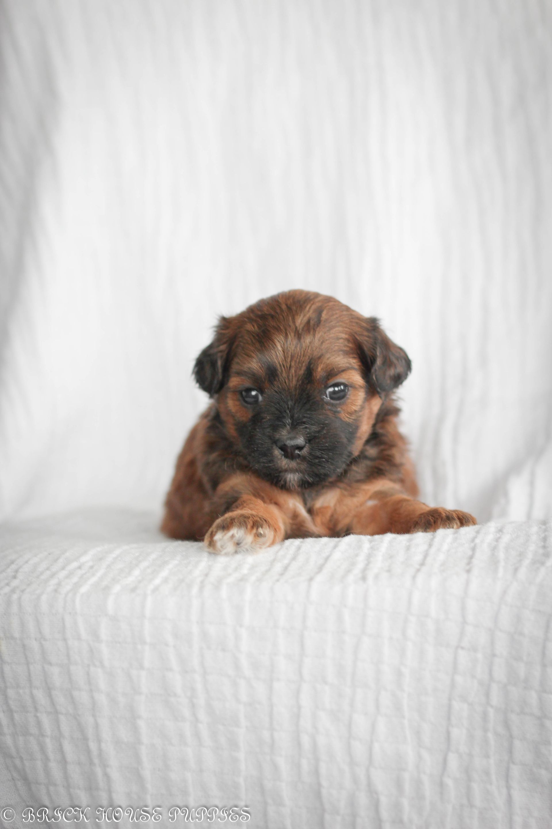 Image ashihpoo puppies for sale, shihpoo puppies, shihpoo breeder, shihpoo puppy, shih poo , shihpoo, puppies for sale, teddybear puppies for sale, teddybear puppies, teddybear puppy, shih poo, Shih poo puppies for salelt